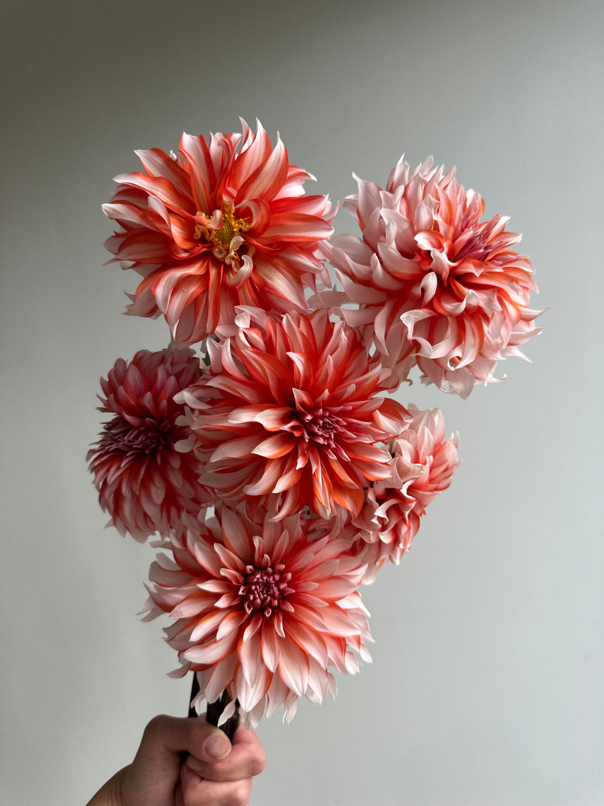 Dahlia Santa Claus - FluffyFlower