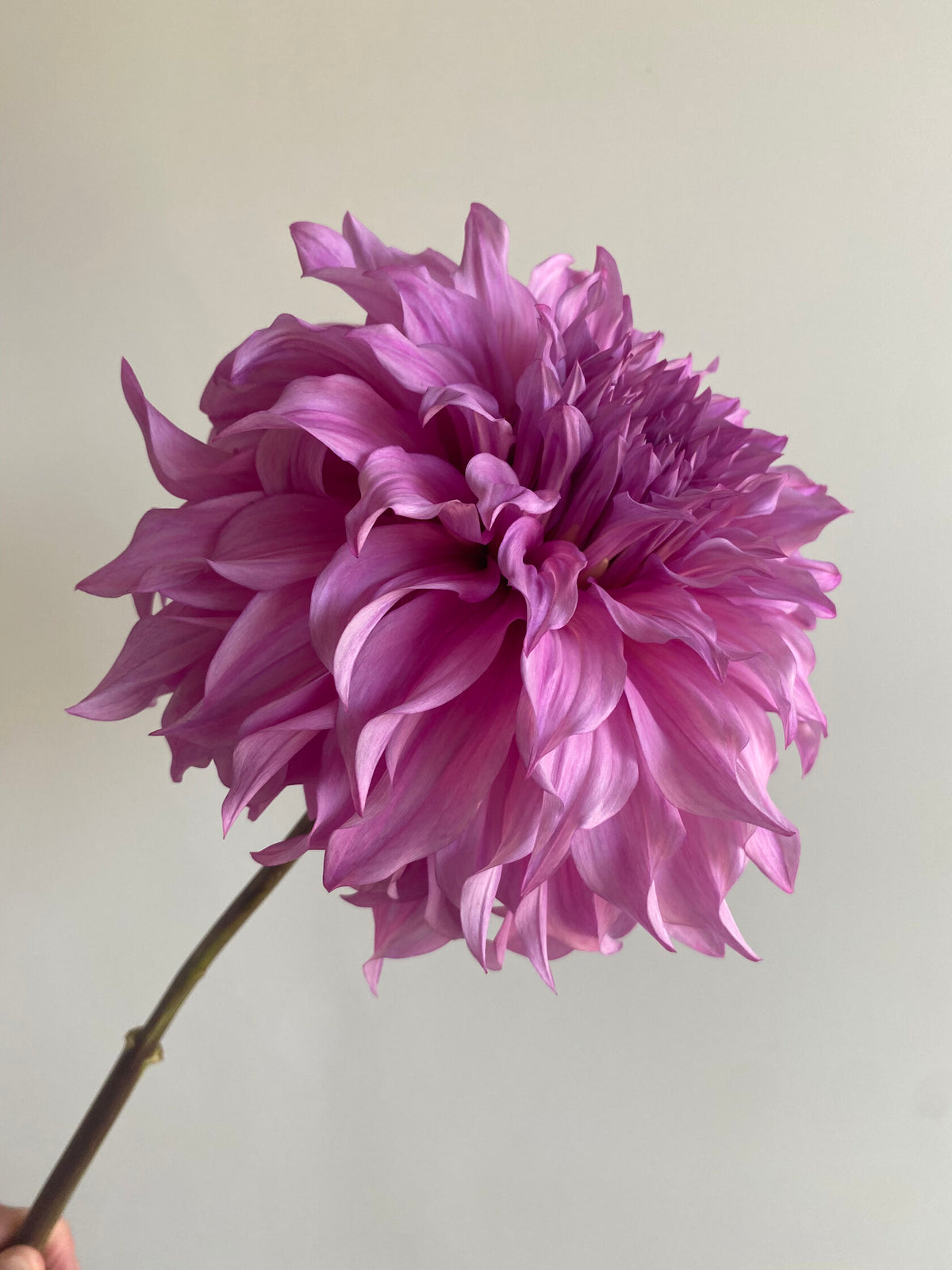 Vassio Meggos-FluffyFlower