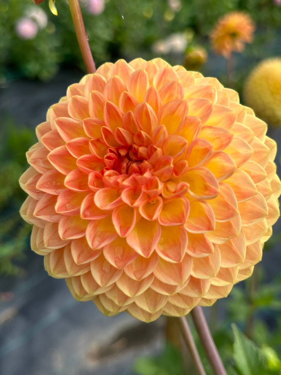 Dahlia Blyton Softer Gleam