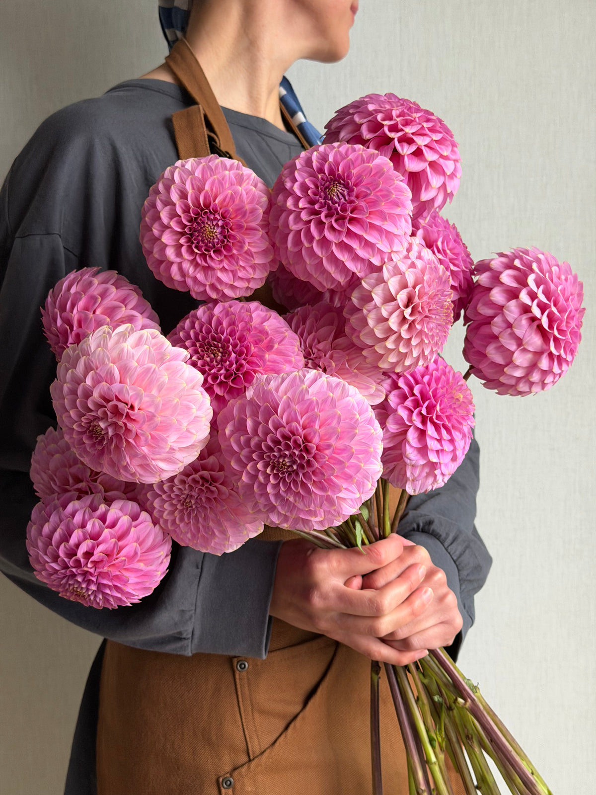 Dahlia Florelie Oracle_FluffyFlower