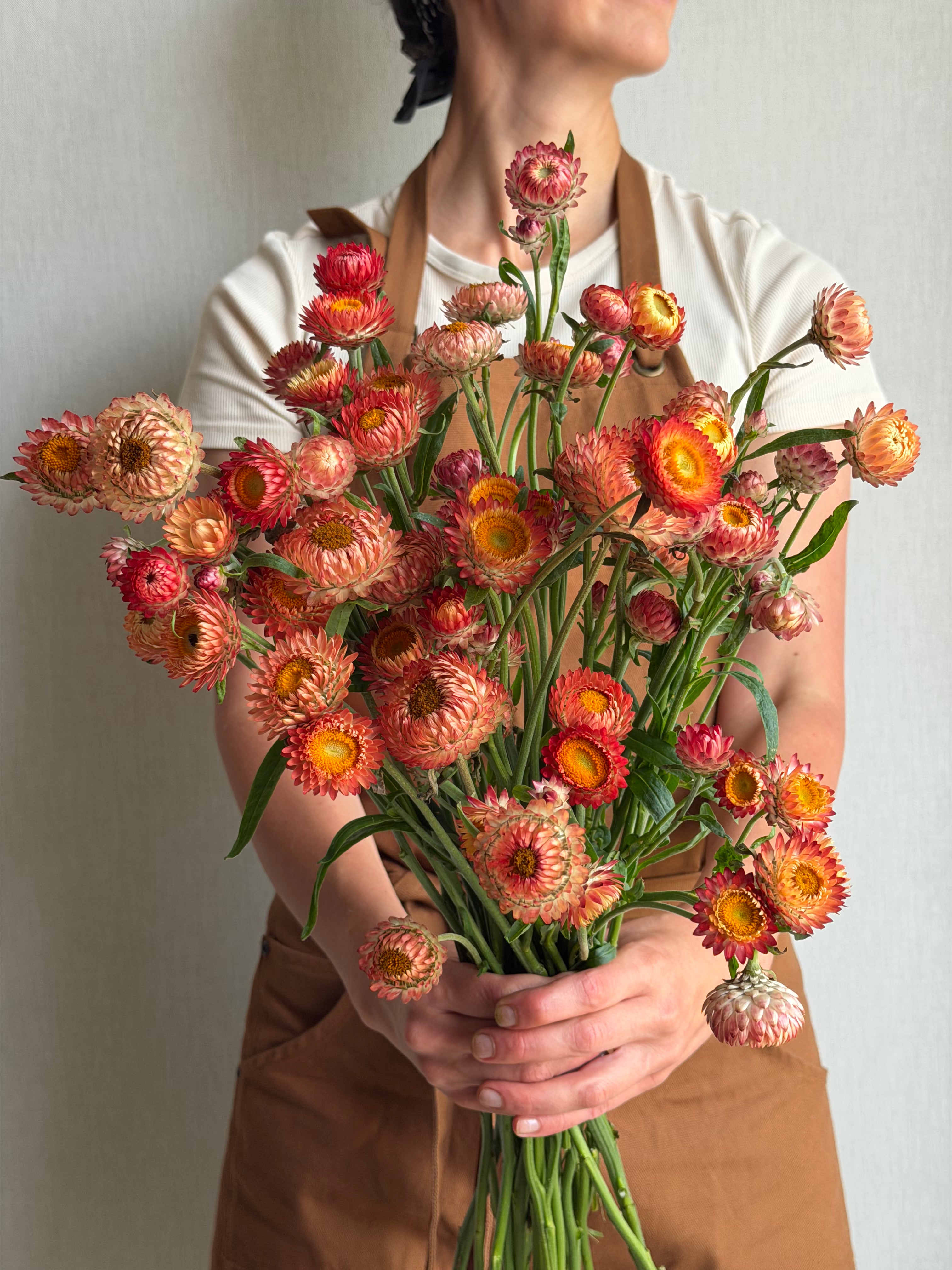Helichrysum Salmon Rose - FluffyFlower
