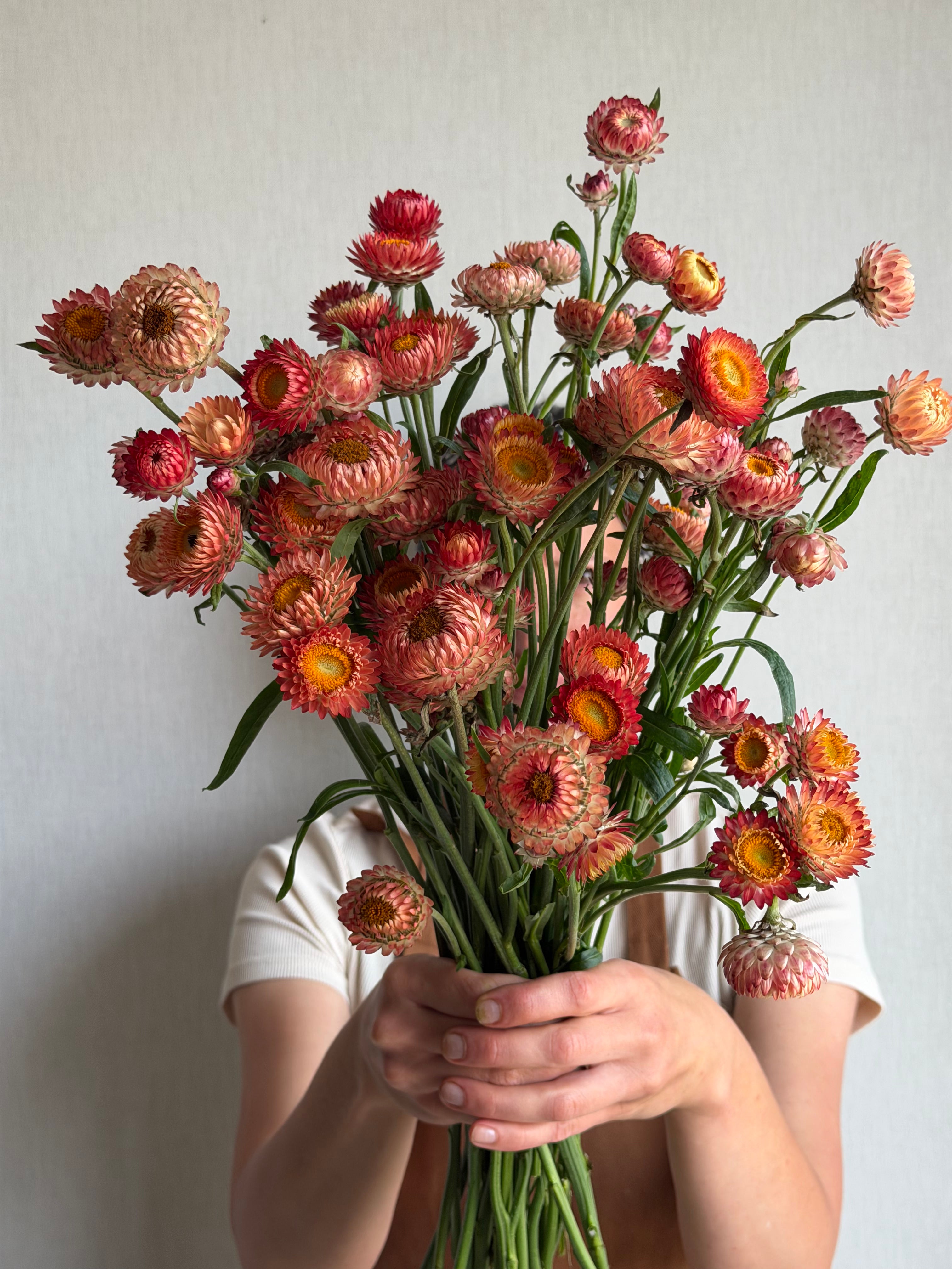 Helichrysum Salmon Rose - FluffyFlower