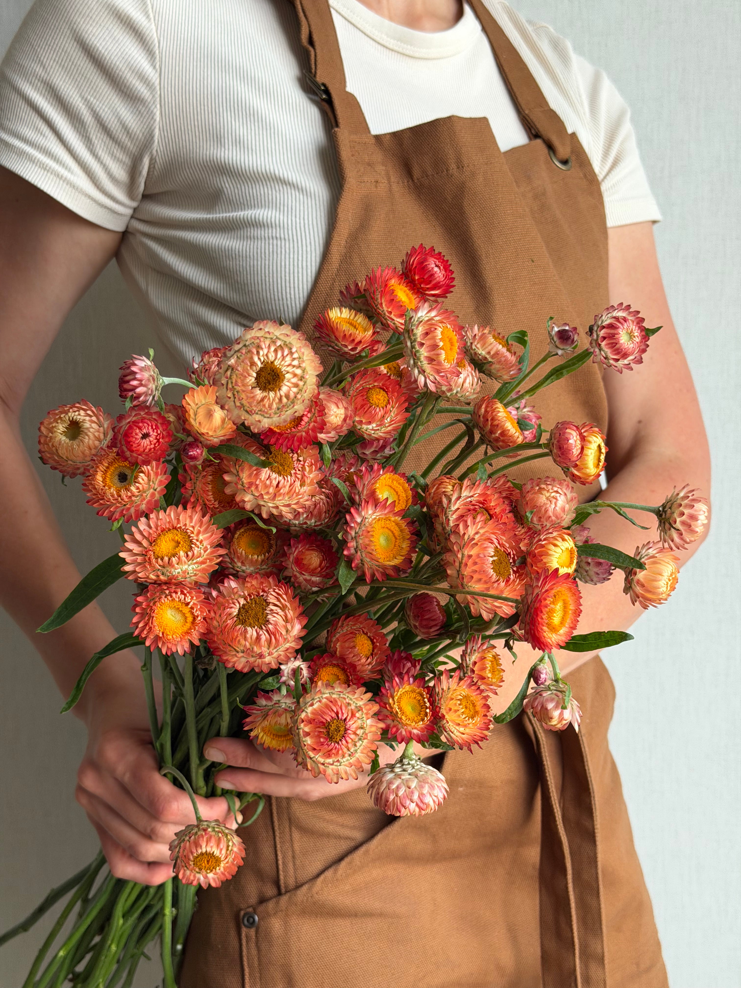 Helichrysum Salmon Rose - FluffyFlower