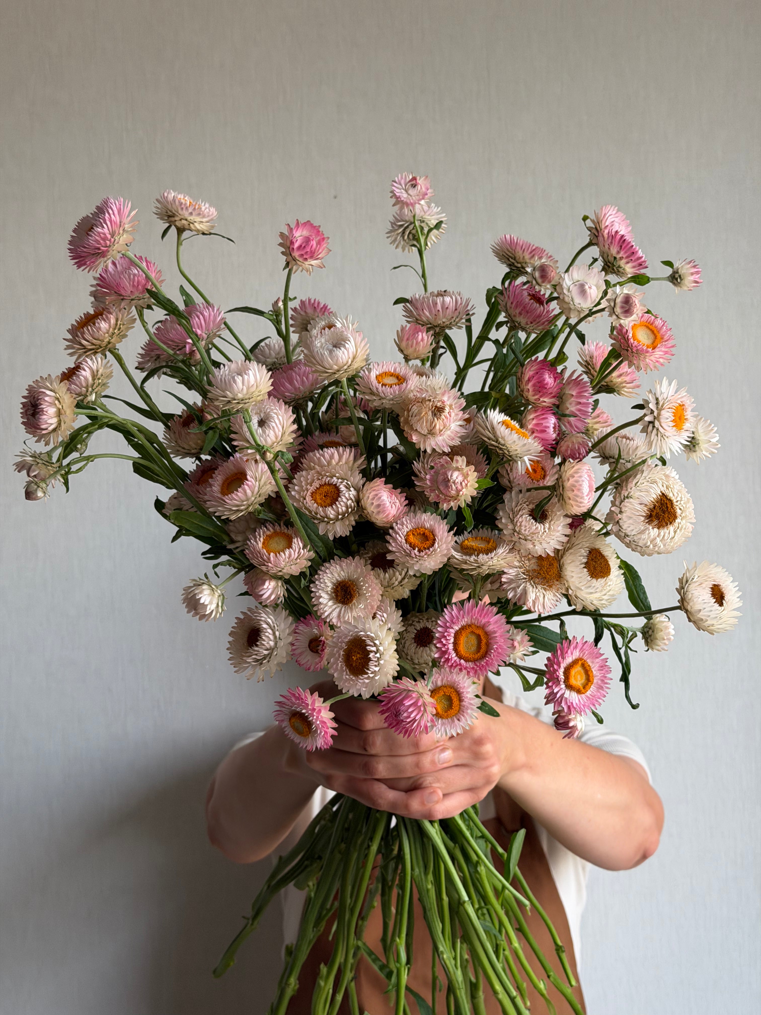 Helichrysum Silvery Rose - FluffyFlower