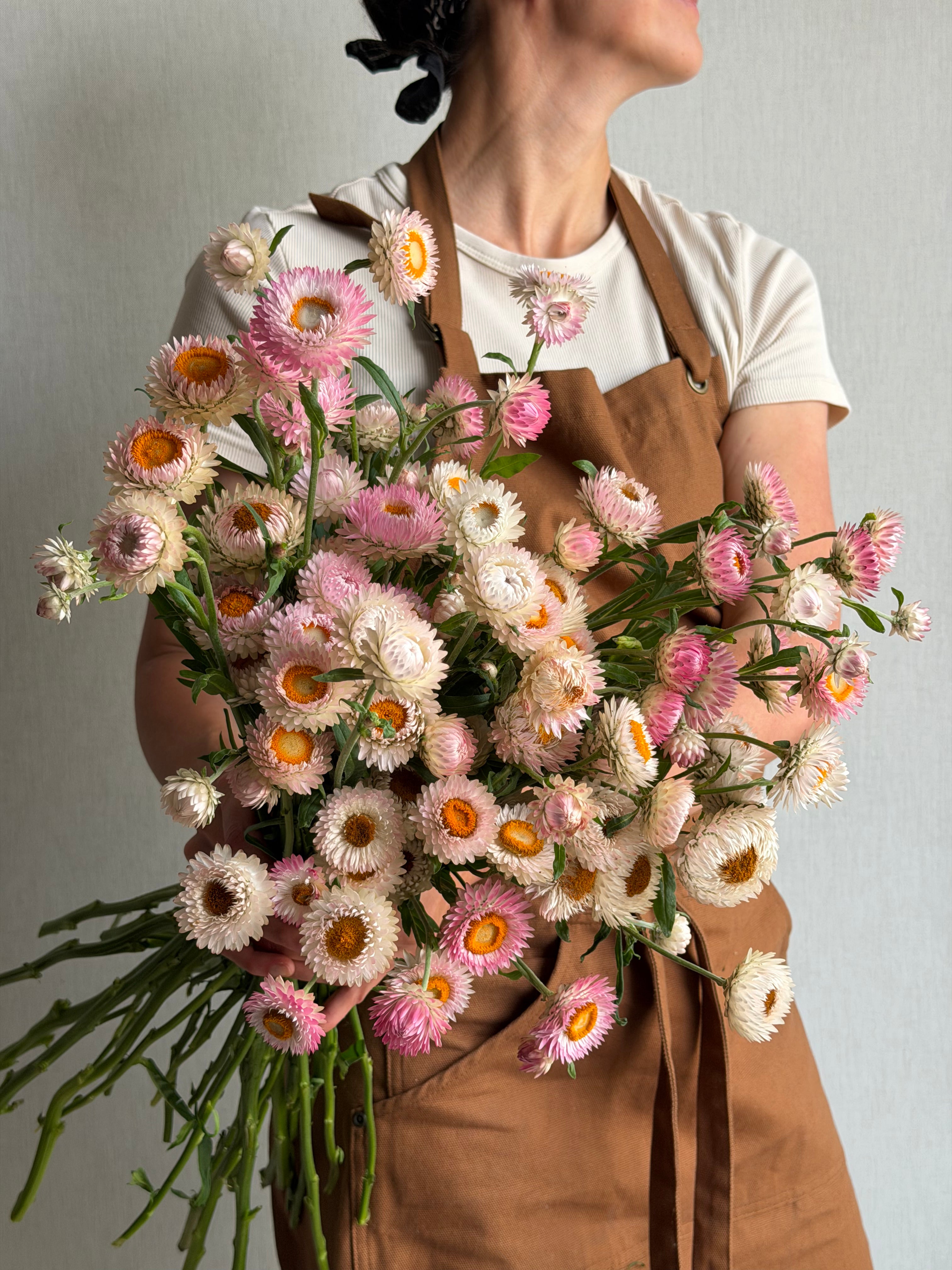 Helichrysum Silvery Rose - FluffyFlower