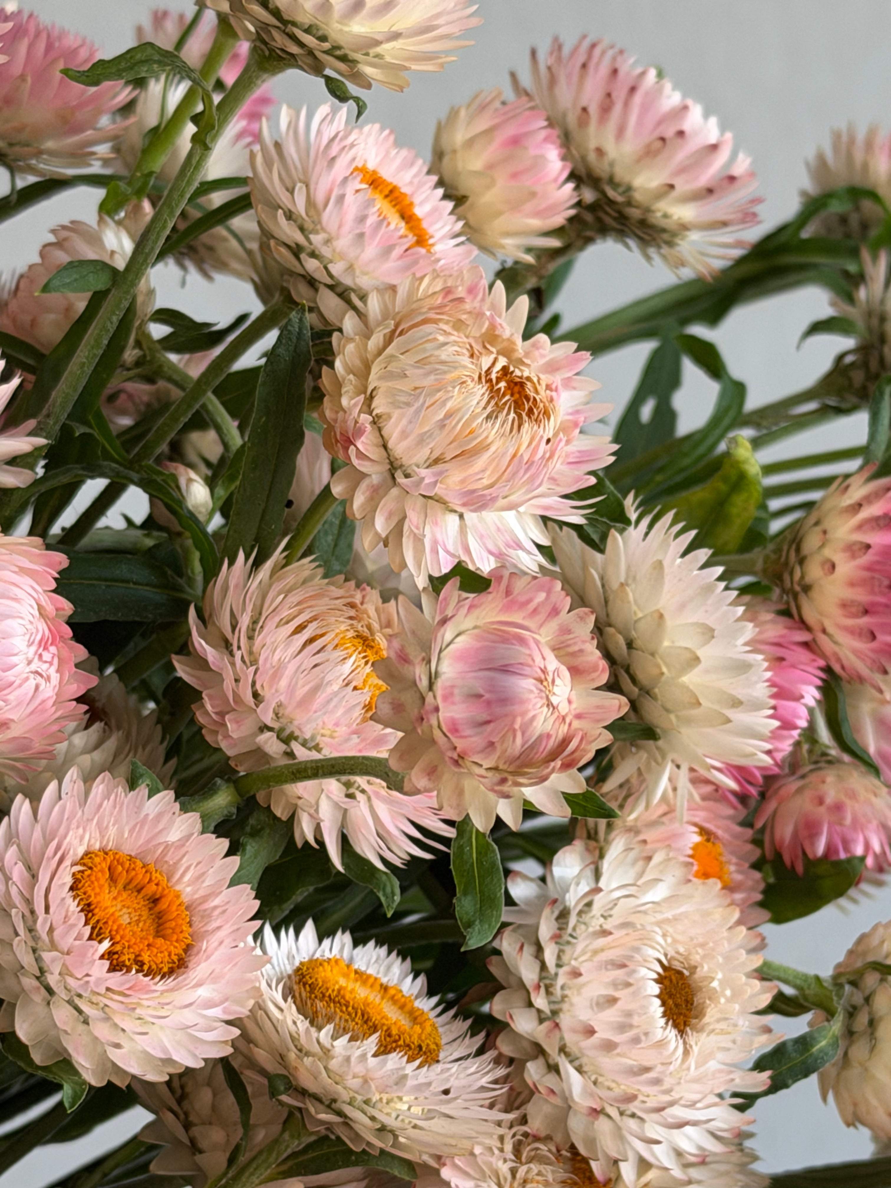 Helichrysum Silvery Rose - FluffyFlower