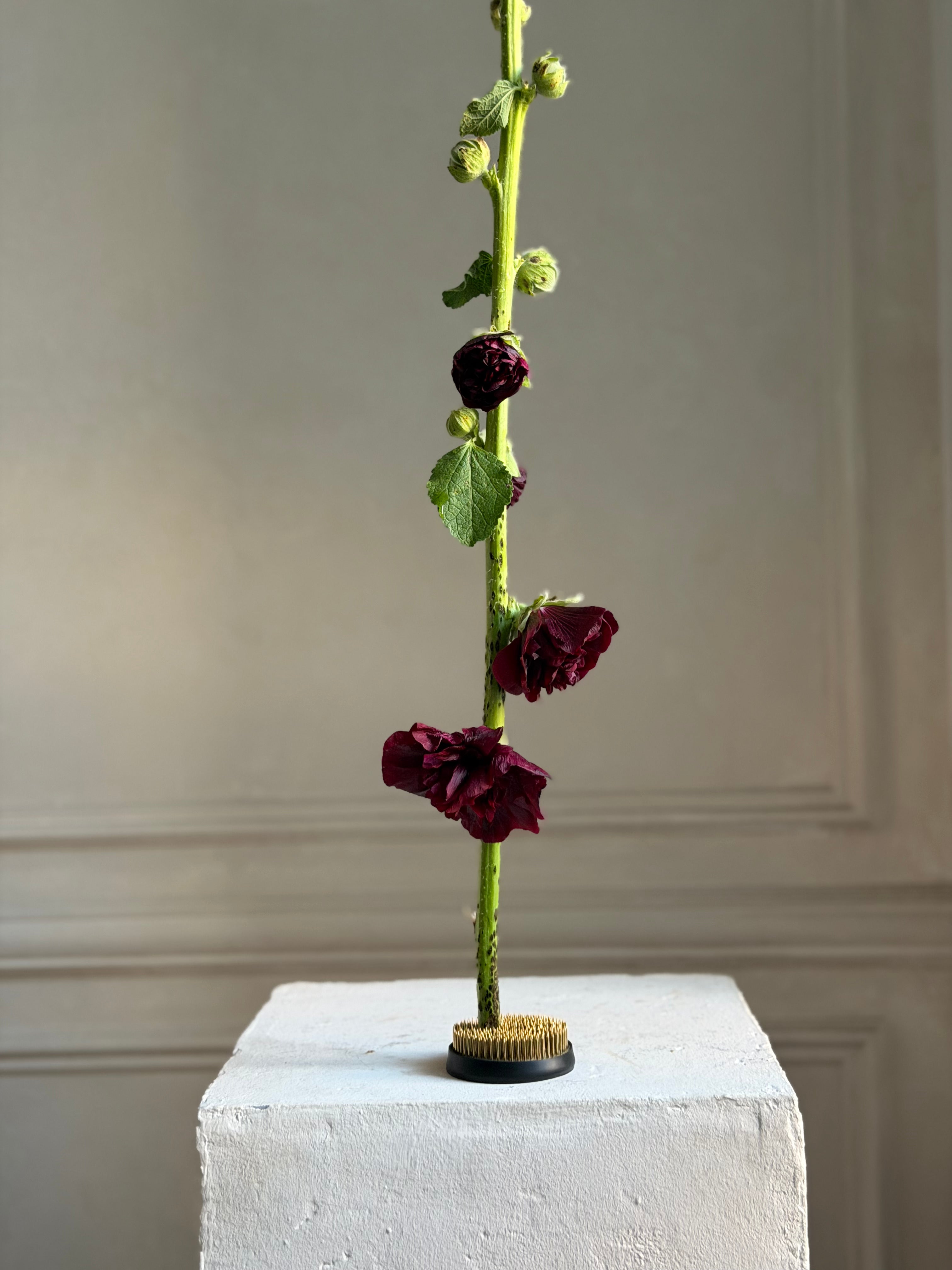 Hollyhock (alcea) Chaters brown-Fluffy Flower
