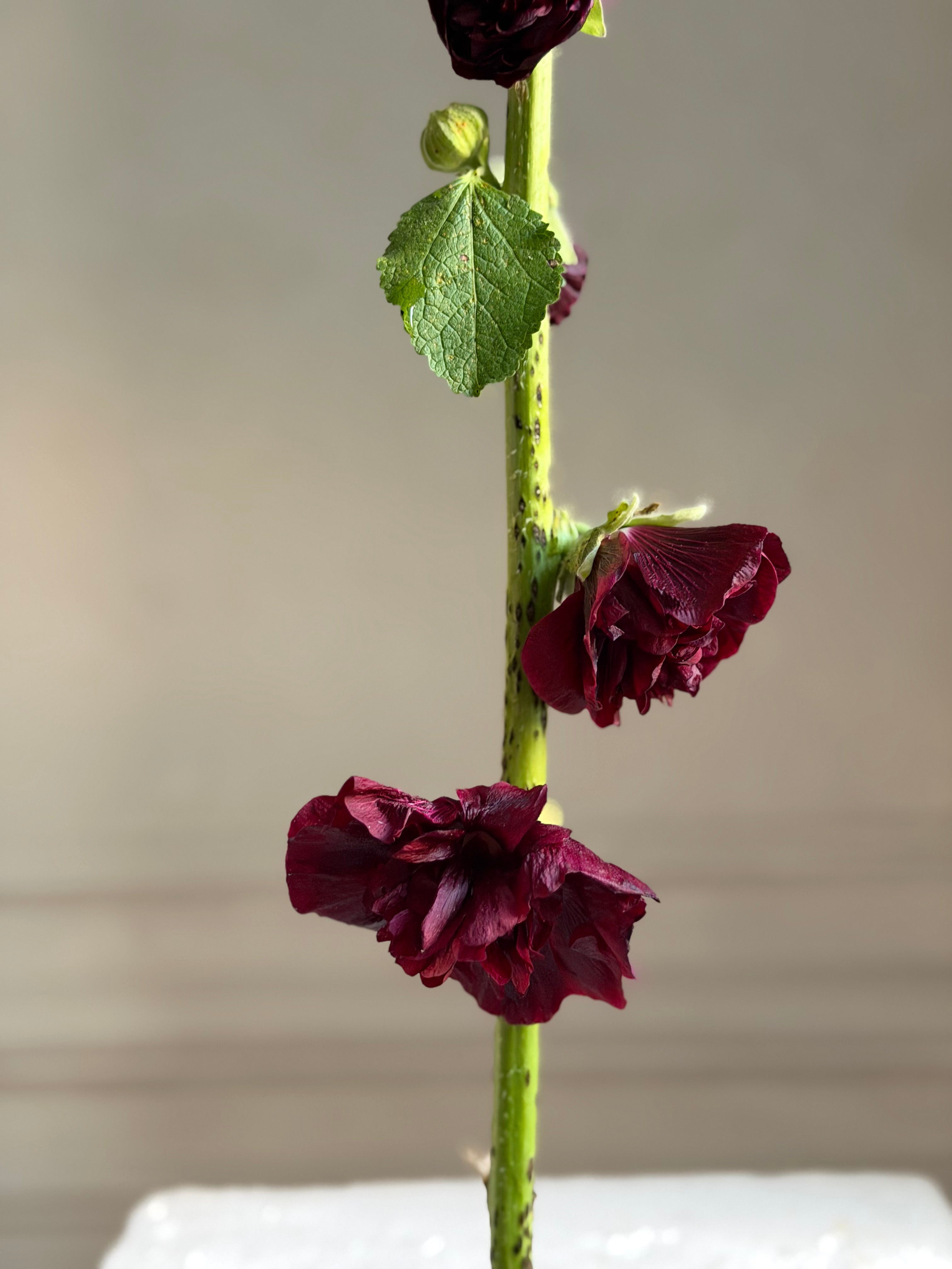 Hollyhock (alcea) Chaters brown-Fluffy Flower