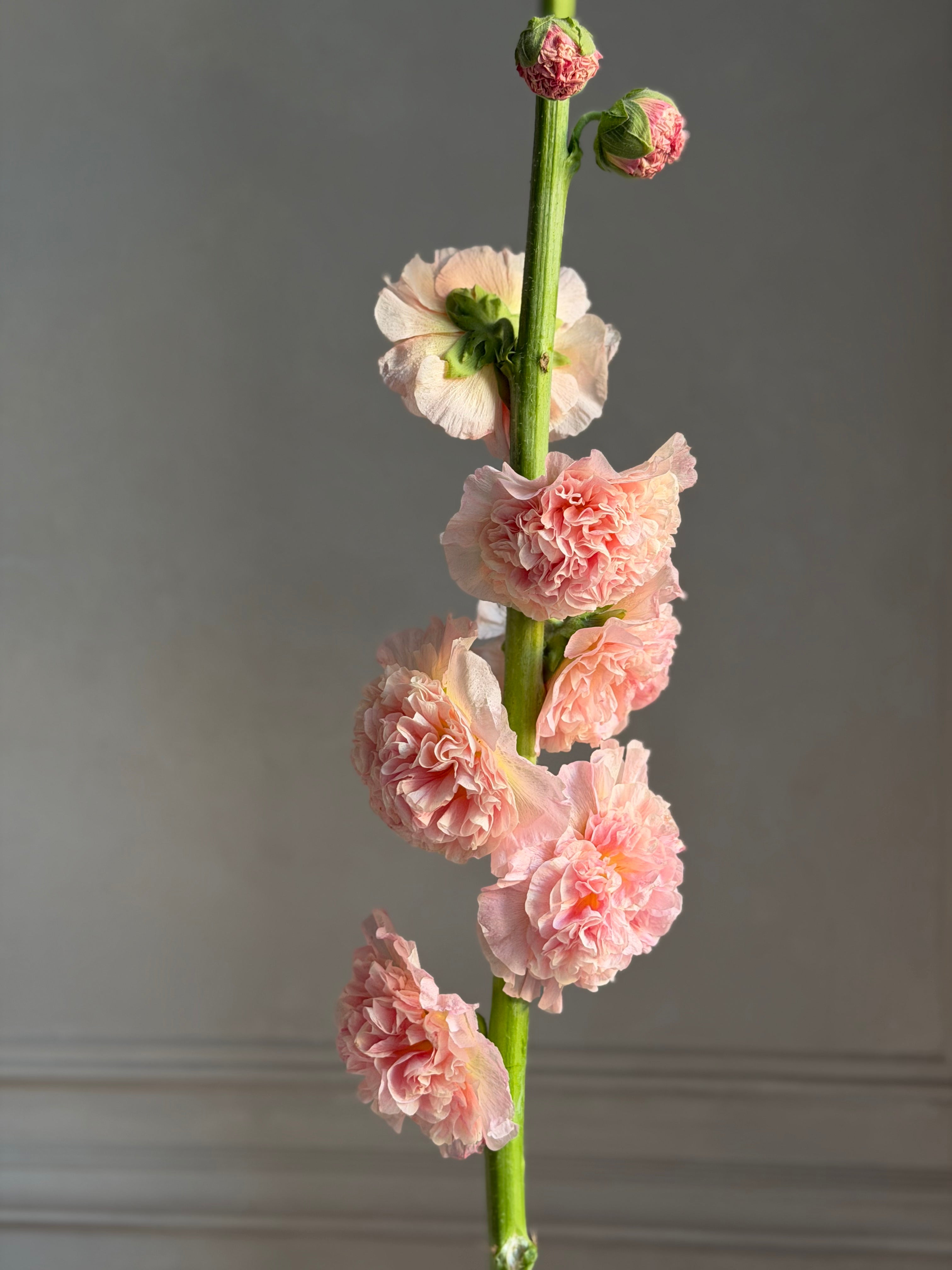 Hollyhock (alcea) Chaters chamois - Fluffy Flower