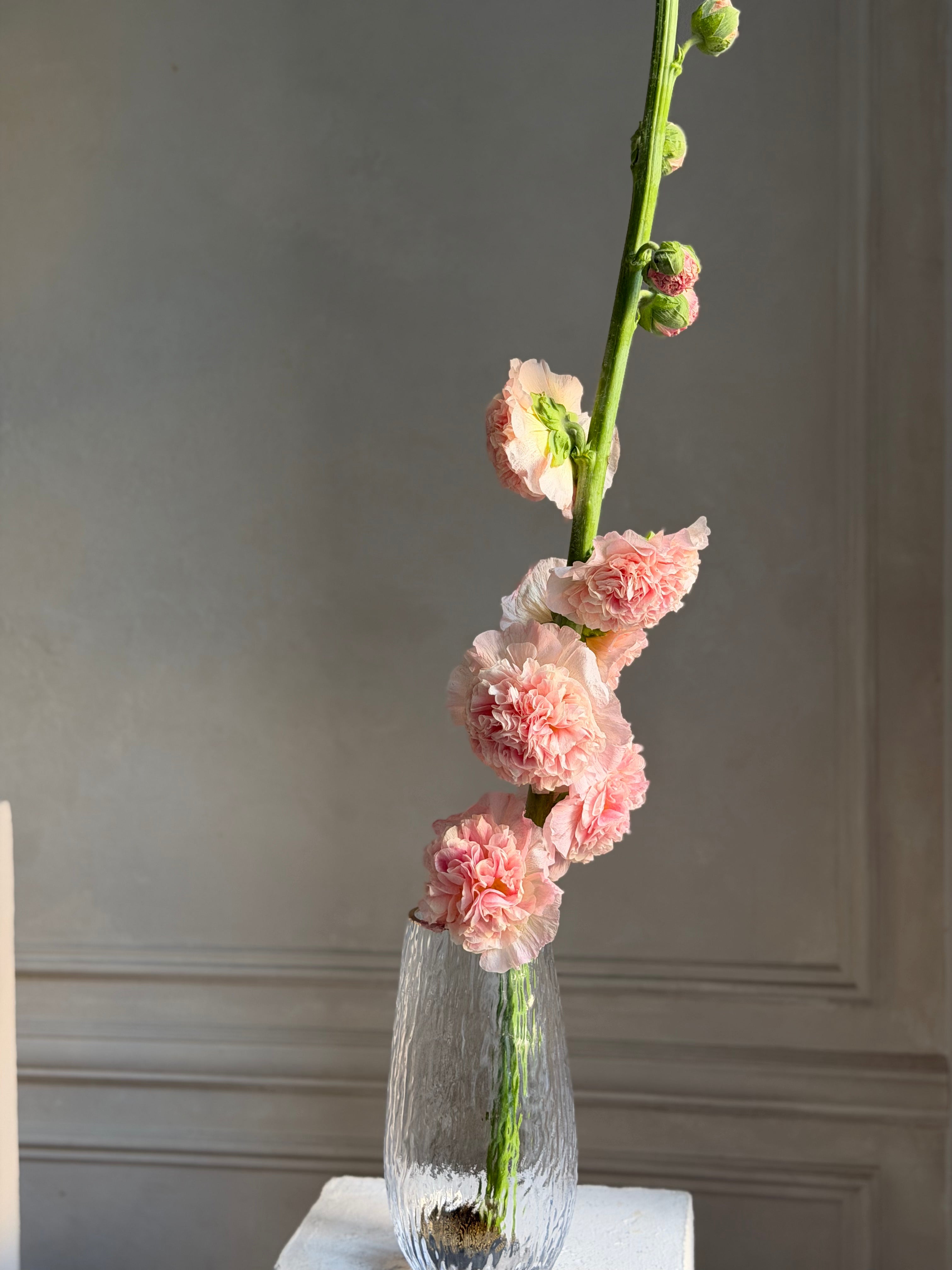 Hollyhock (alcea) Chaters chamois - Fluffy Flower