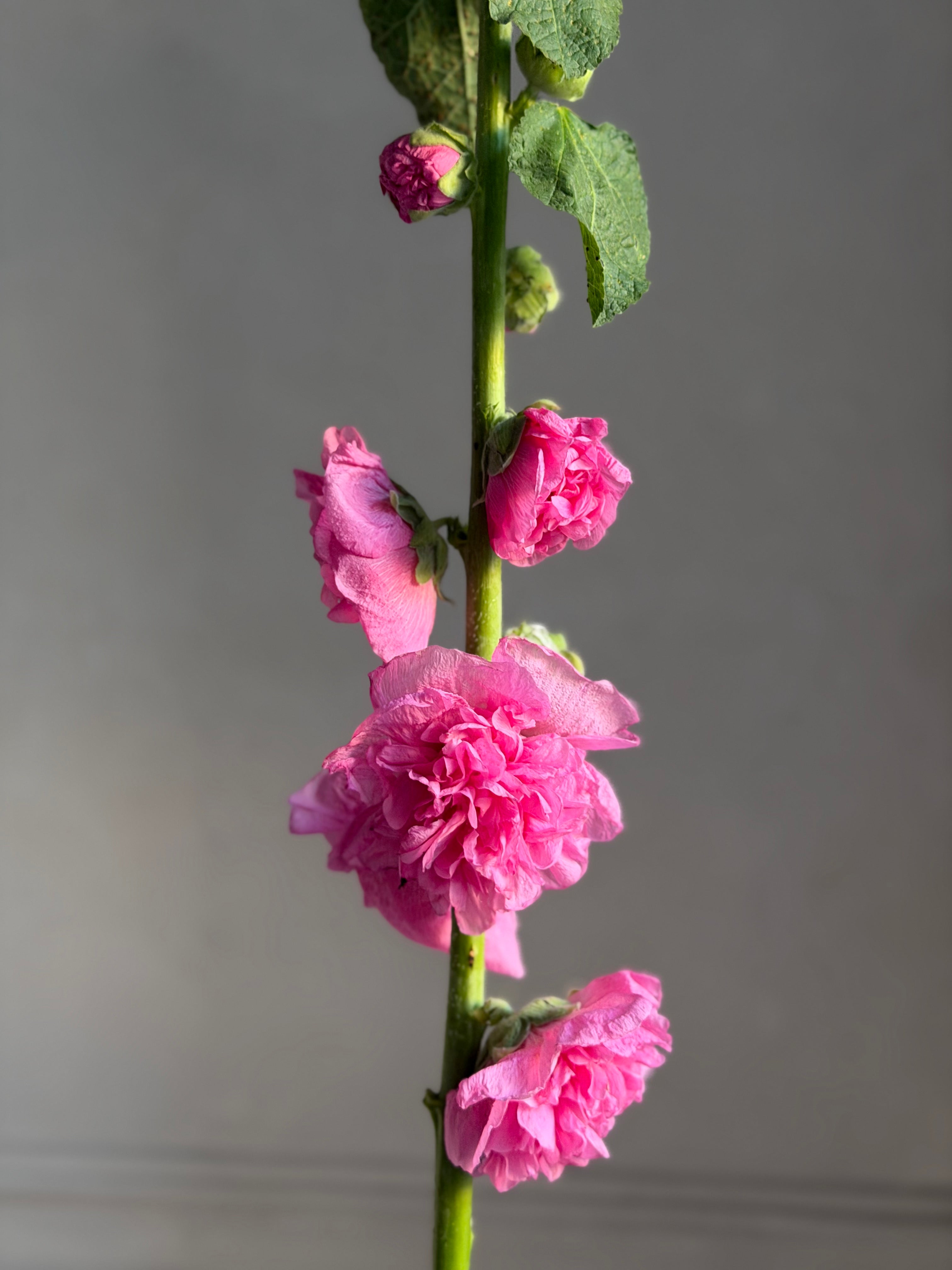 Hollyhock (alcea) Chaters pink
