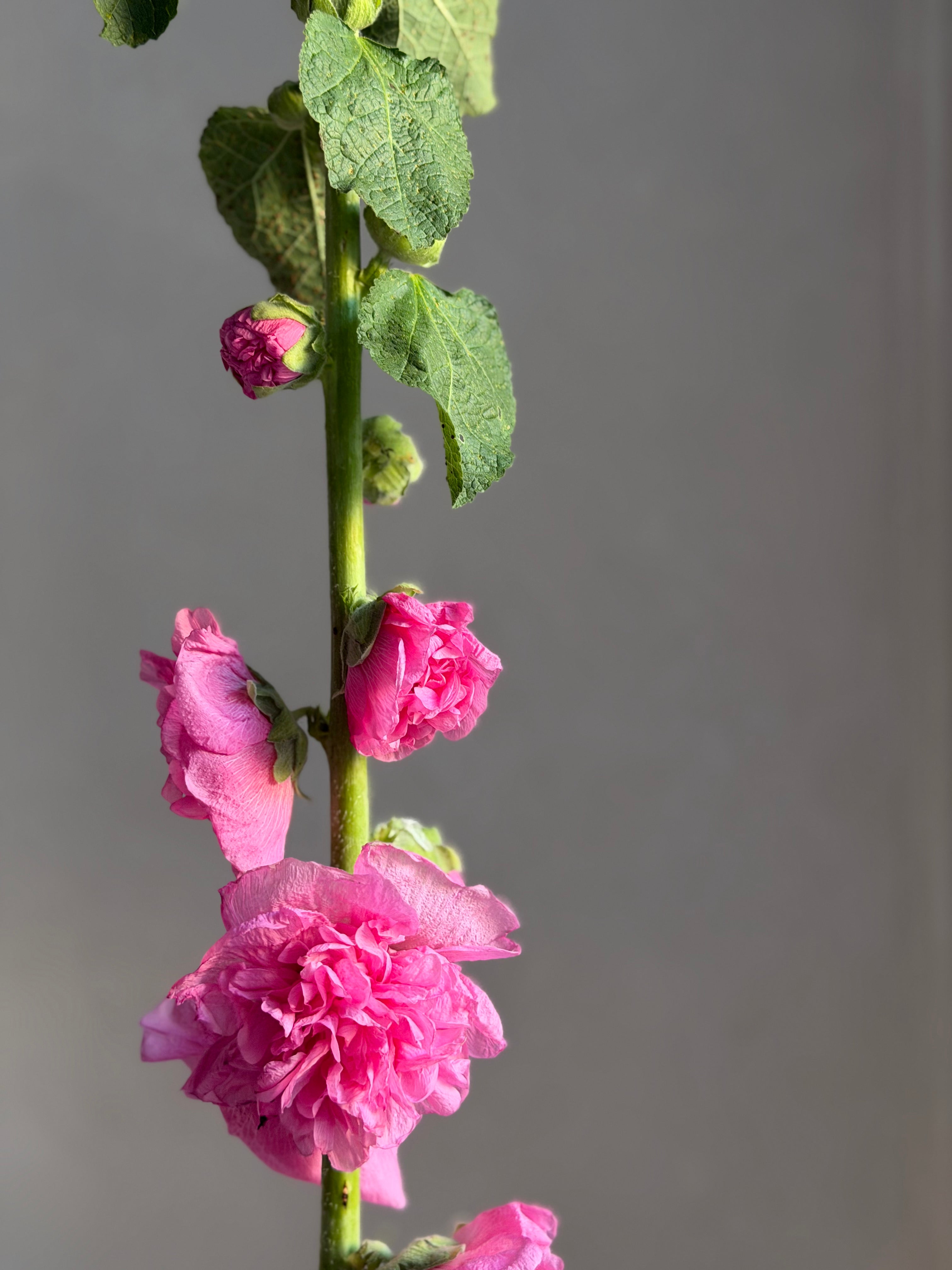 Hollyhock (alcea) Chaters pink