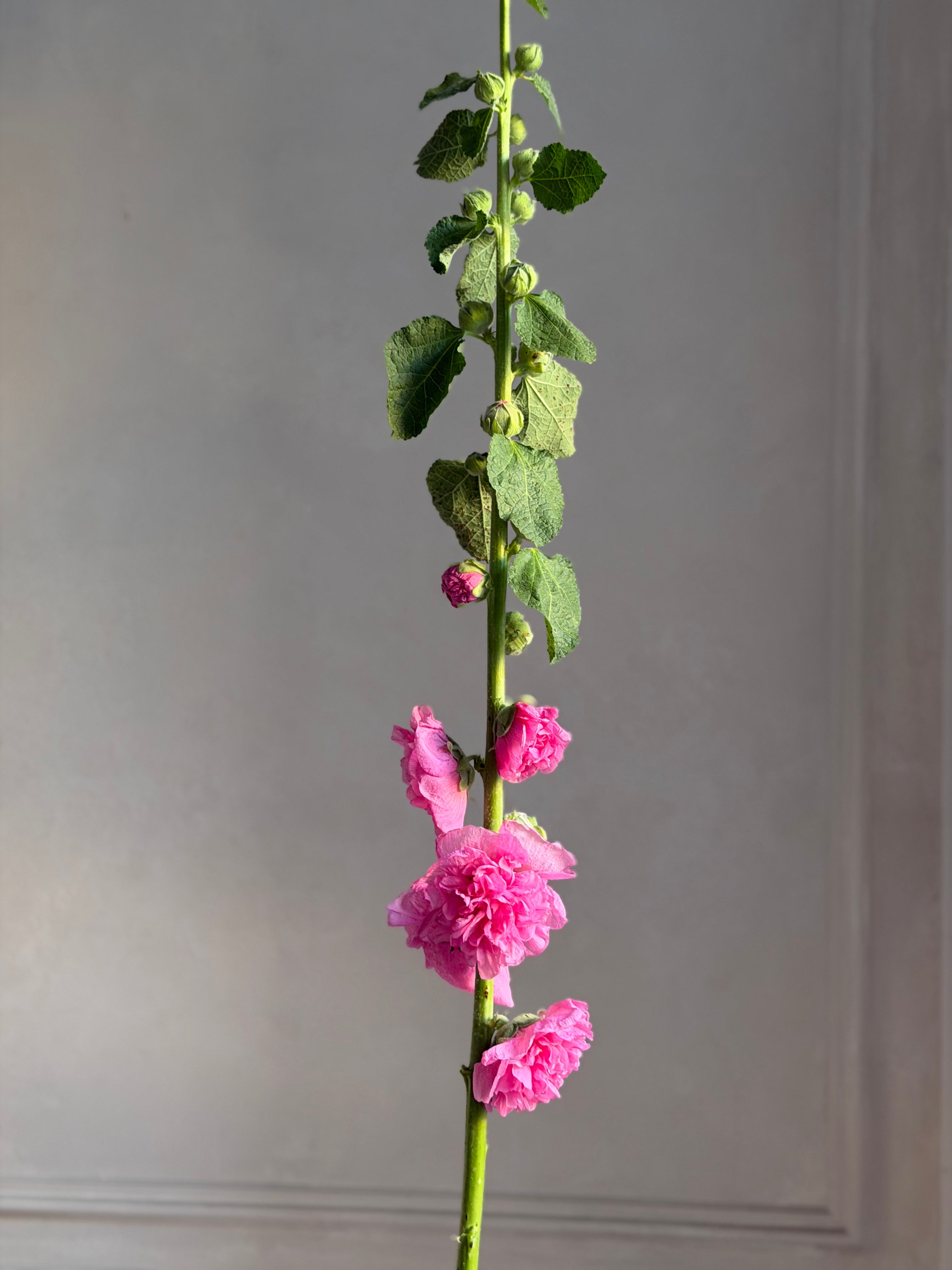Hollyhock (alcea) Chaters pink