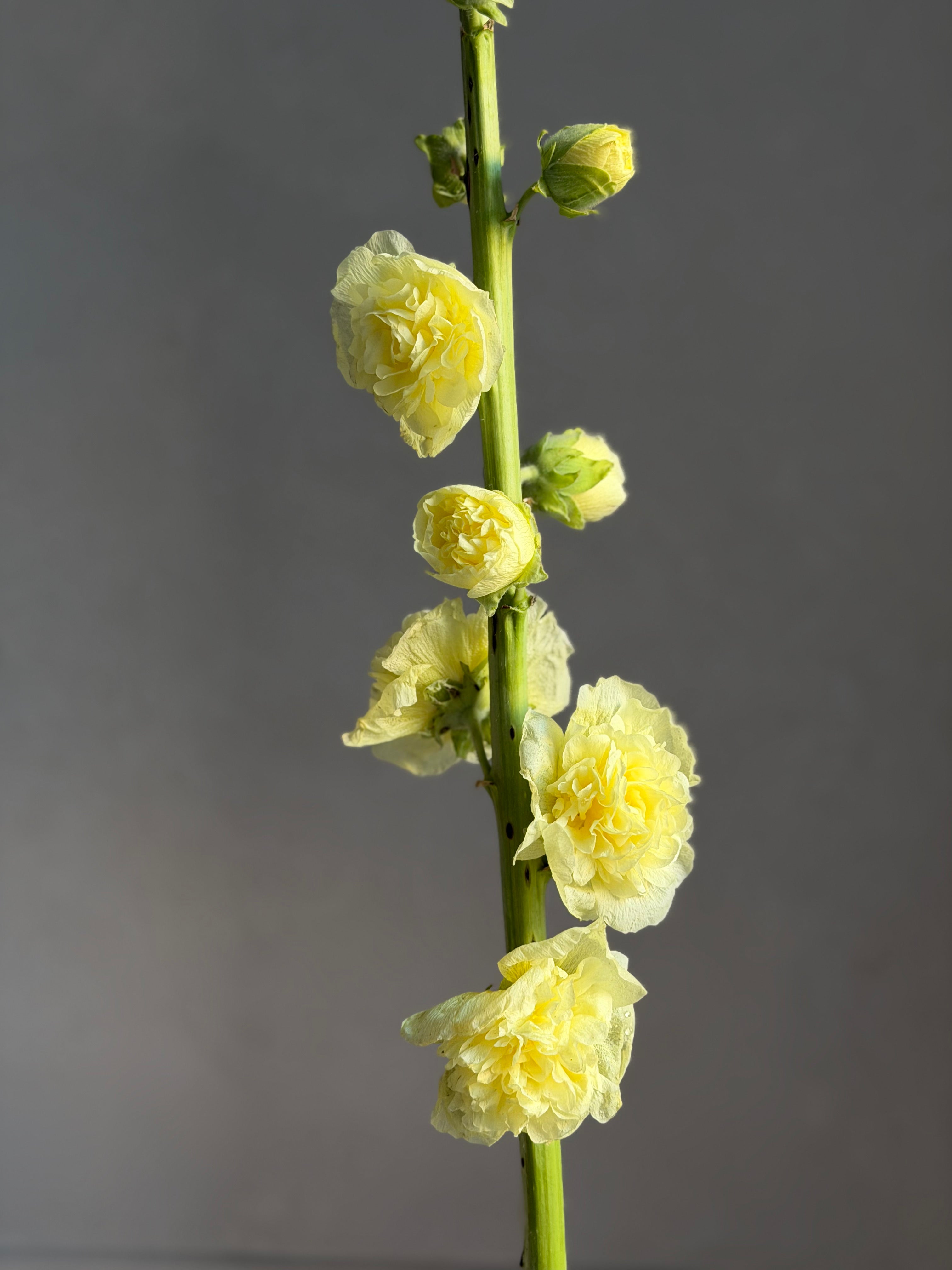 Hollyhock (alcea) Chaters yellow - FluffyFlower