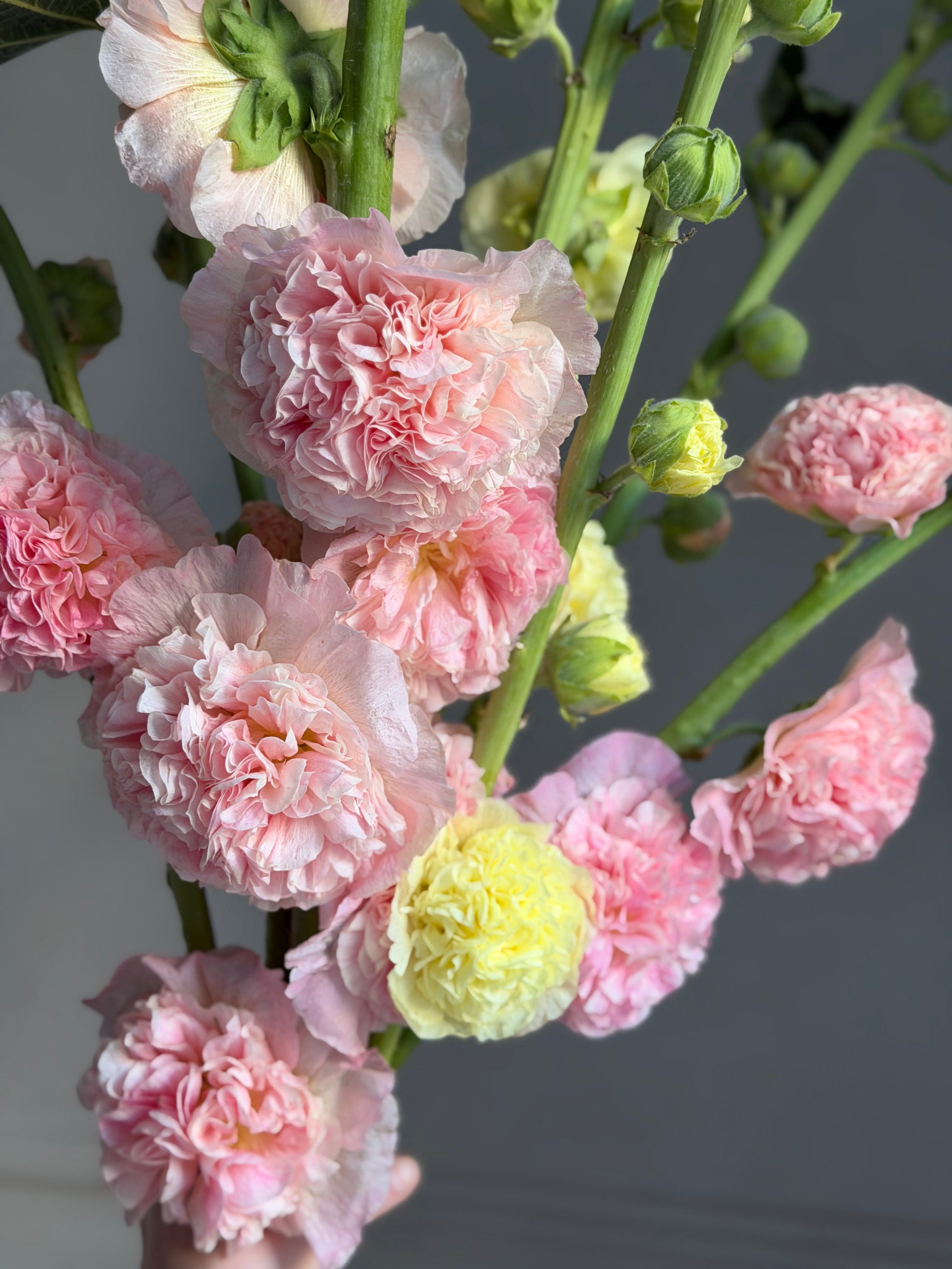 Hollyhock (alcea) Chaters yellow-Fluffy Flower