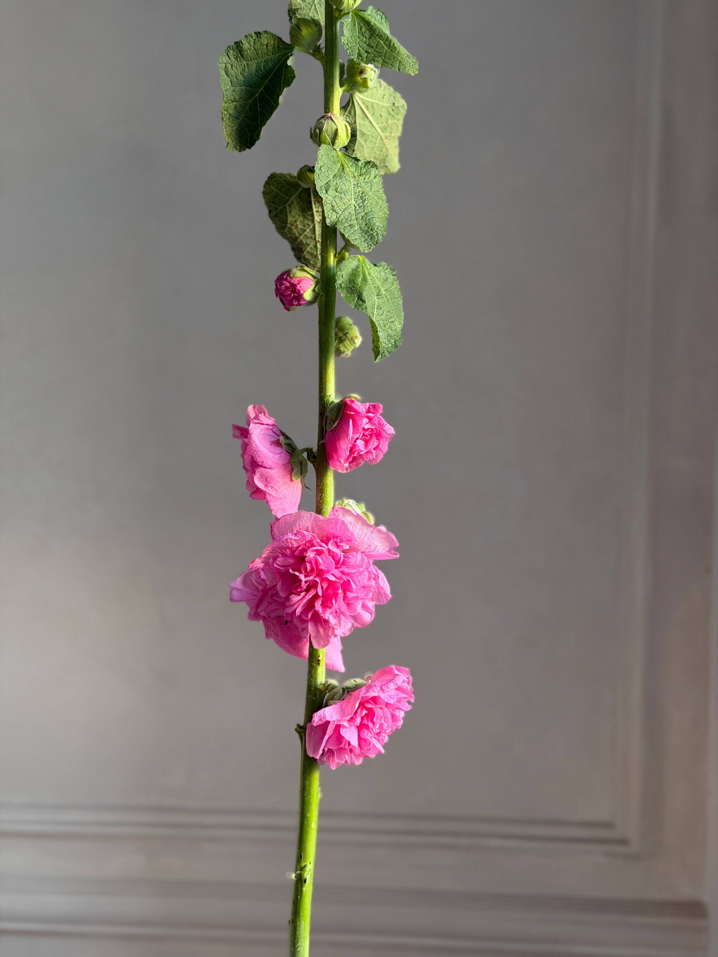 Hollyhock (alcea) Chaters pink
