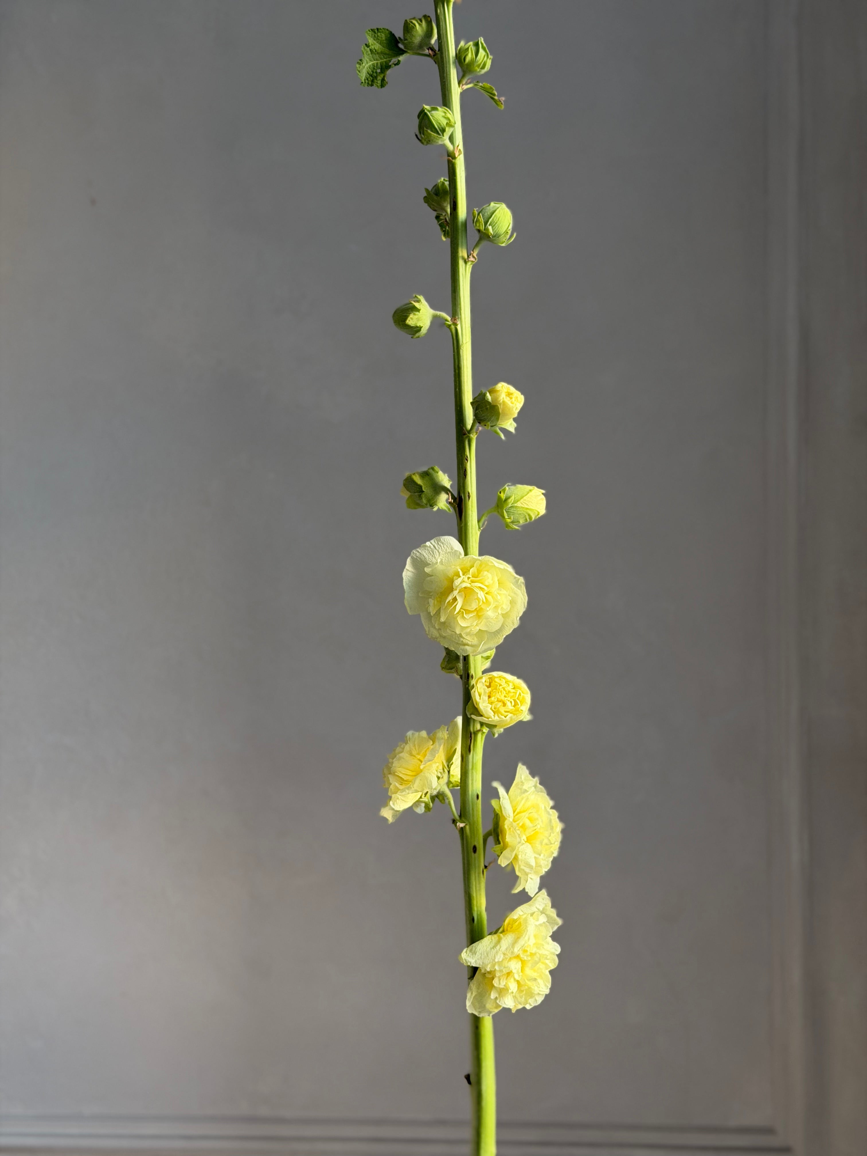 Hollyhock (alcea) Chaters yellow-Fluffy Flower