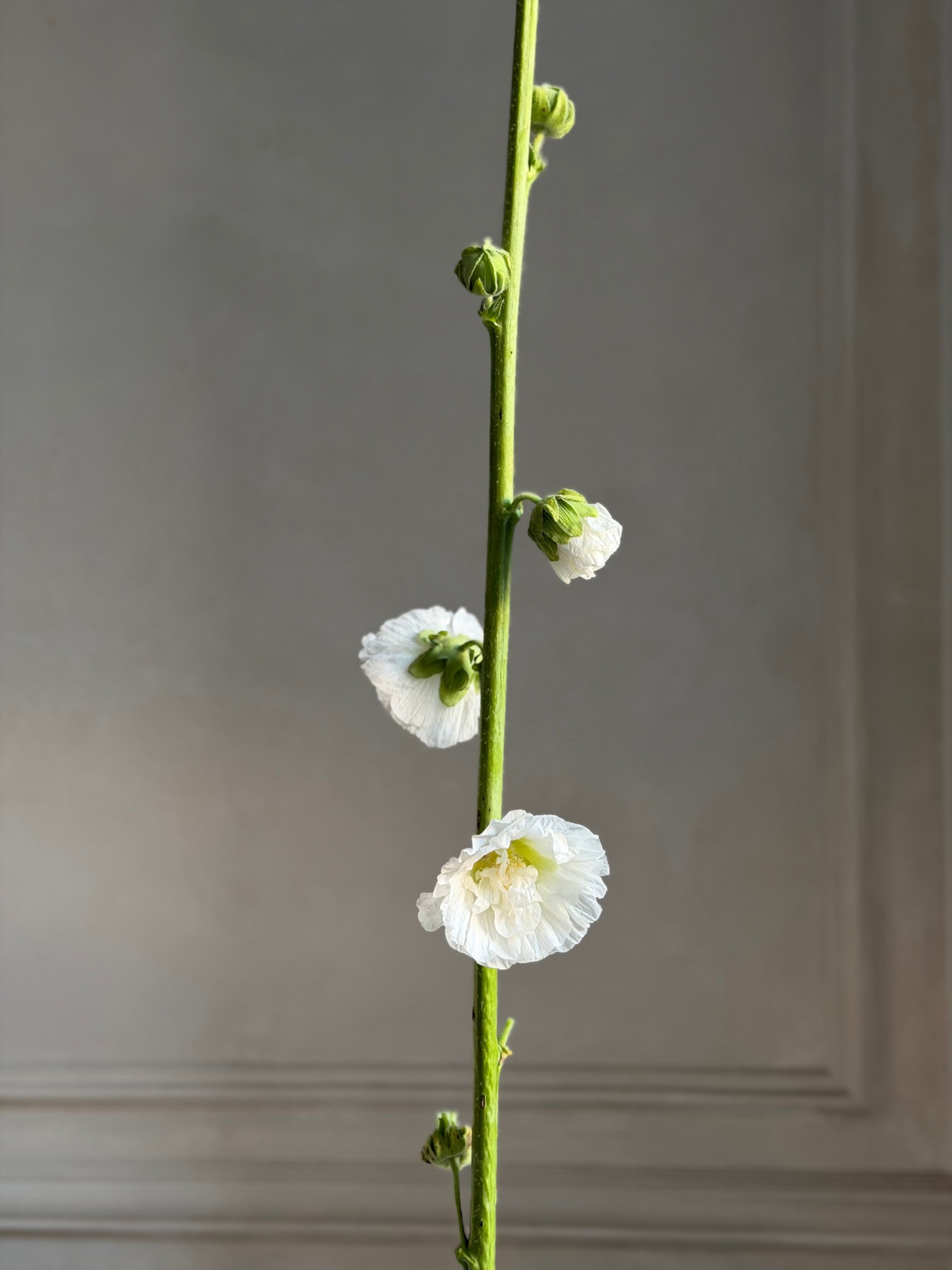 Hollyhock (alcea) Chaters white - Fluffy Flower