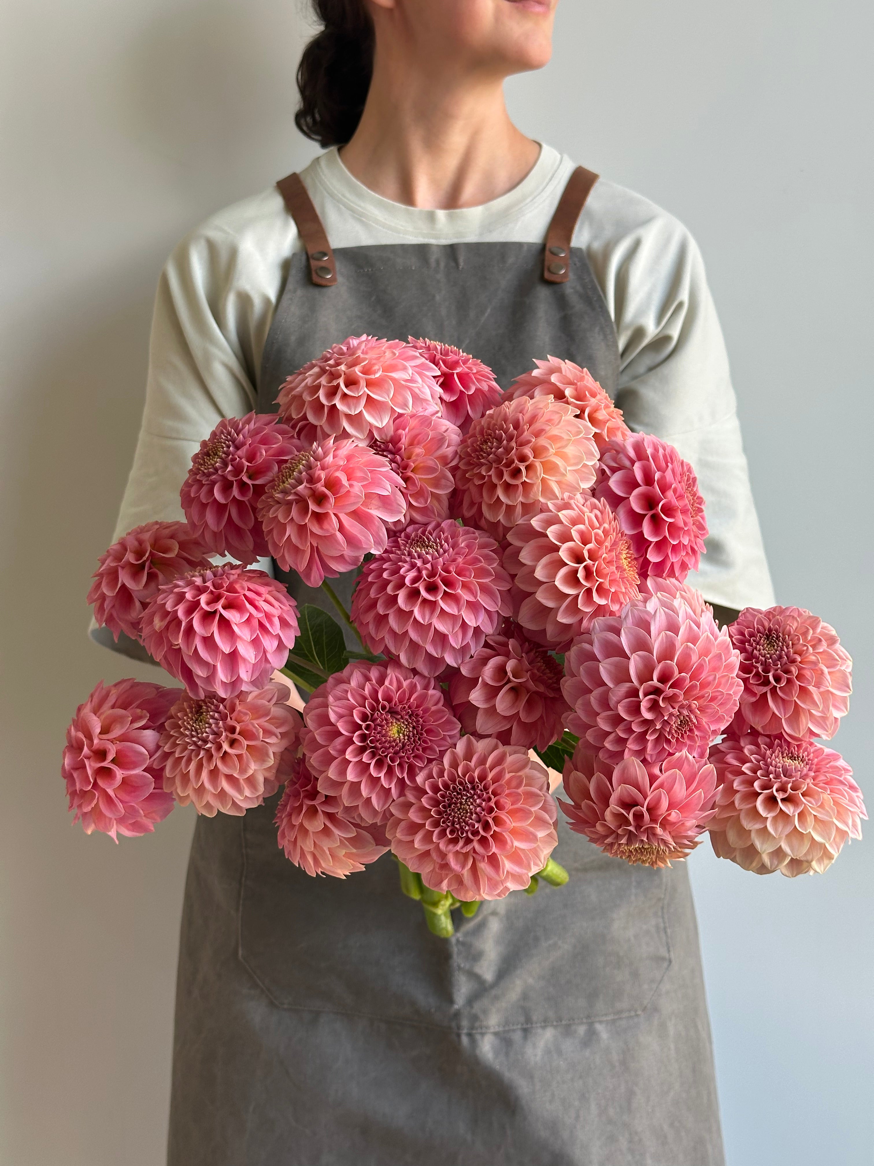 Dahlia Rock Run Ashley