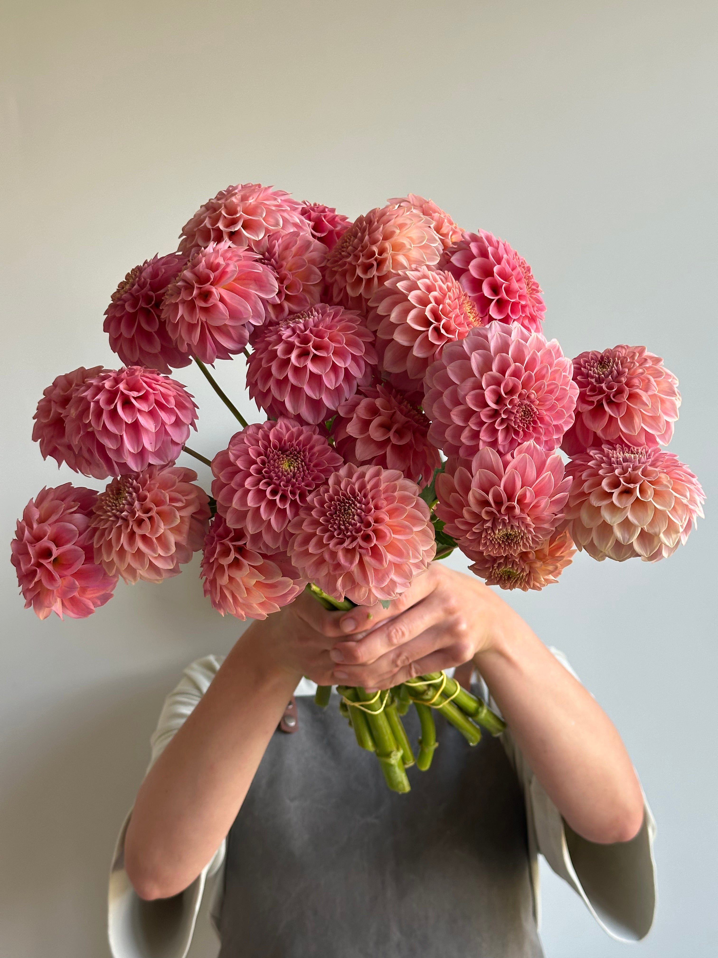 Dahlia Rock Run Ashley