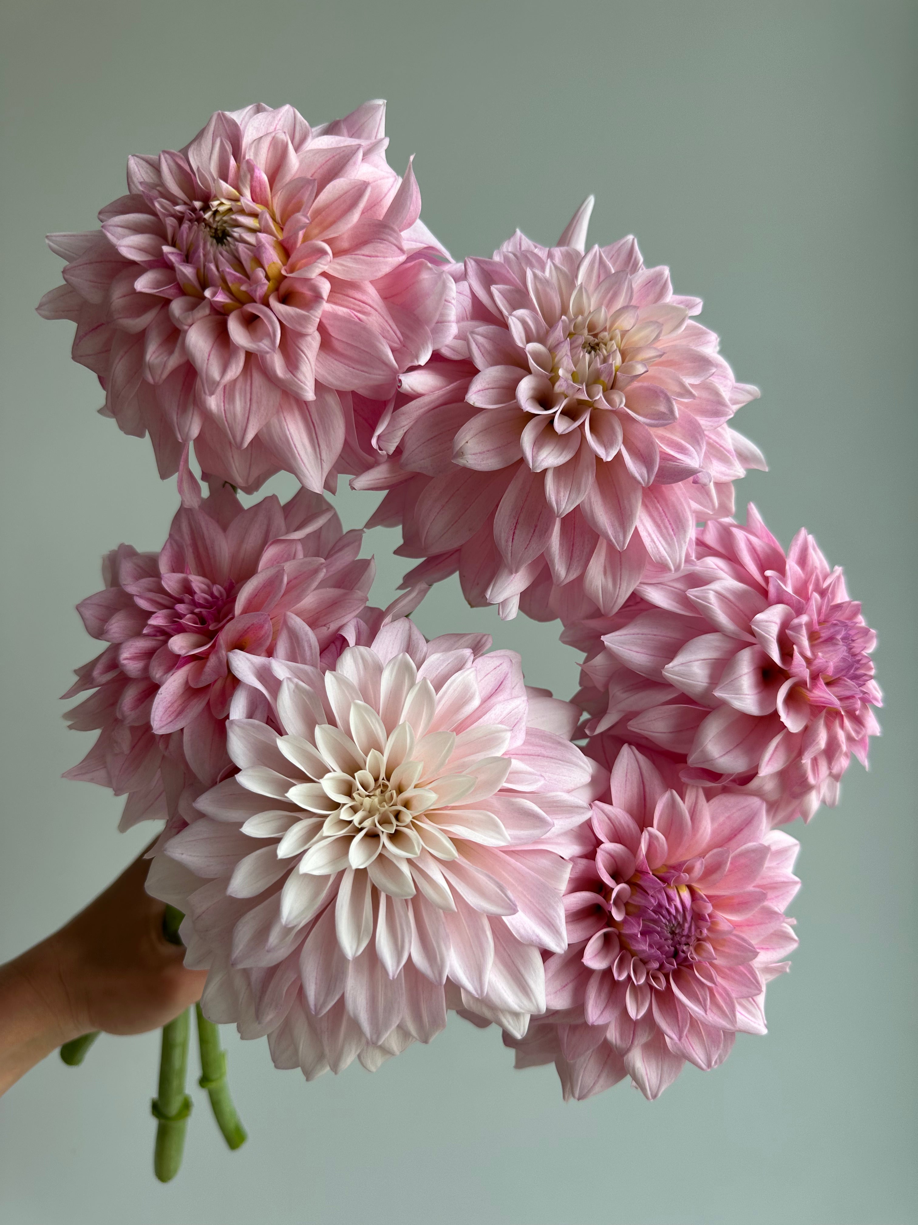 Dahlia KA's Mocha Jake