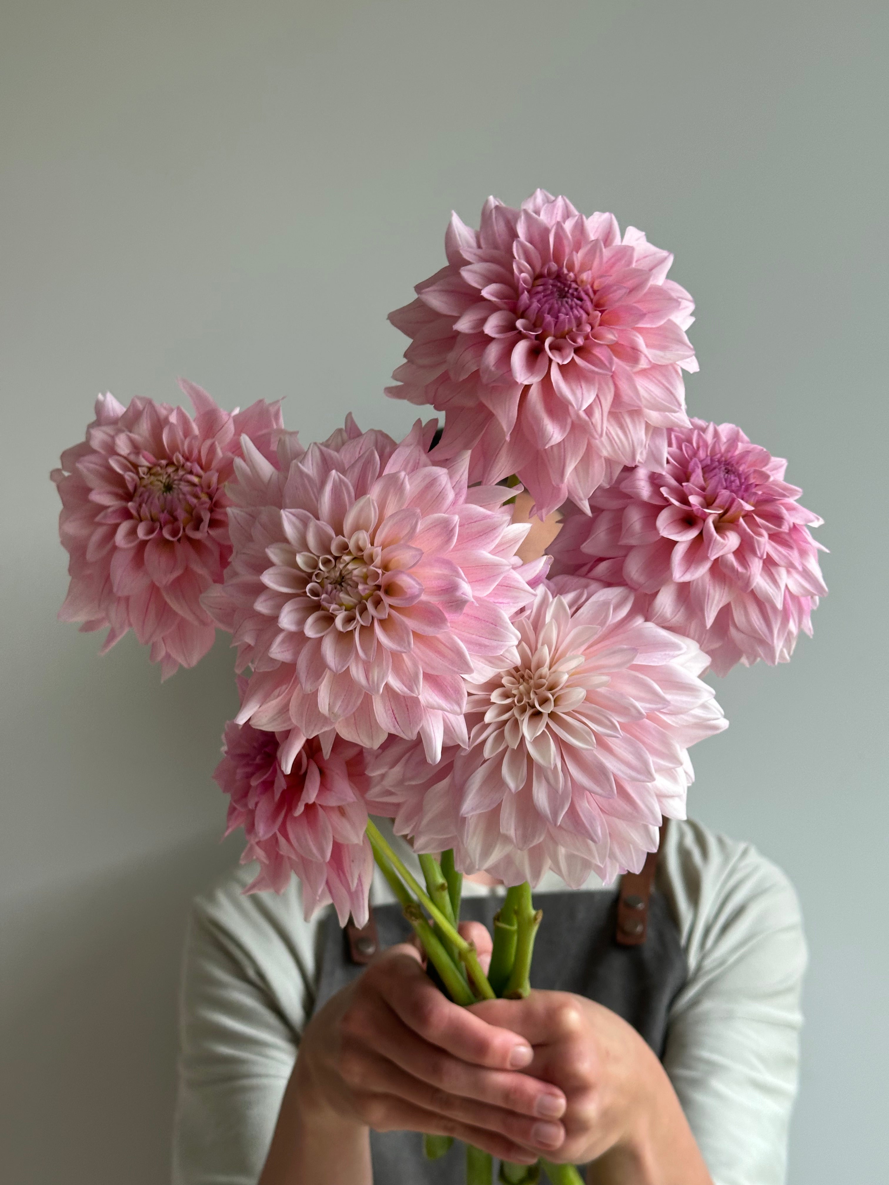 Dahlia KA's Mocha Jake