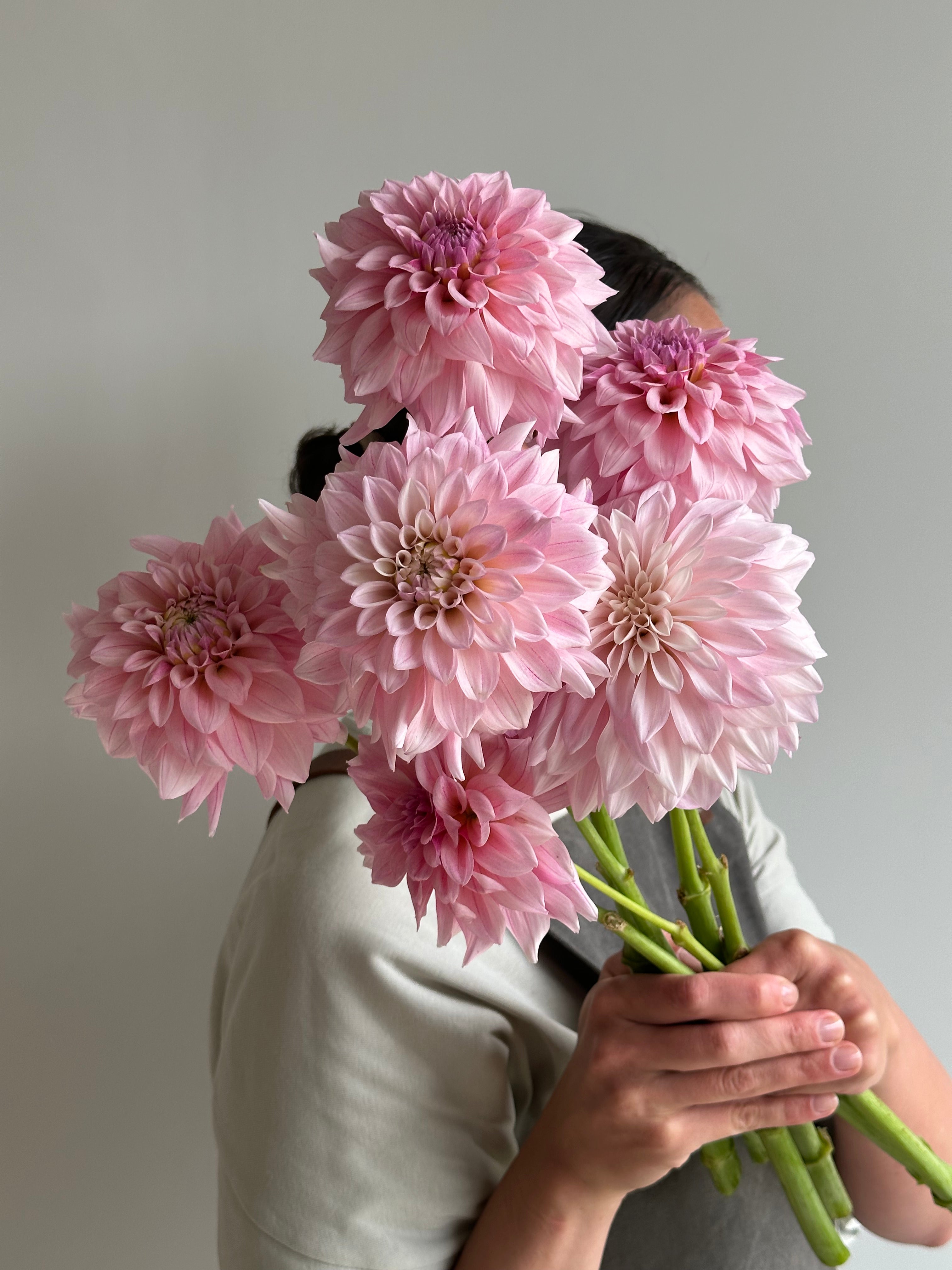 Dahlia KA's Mocha Jake