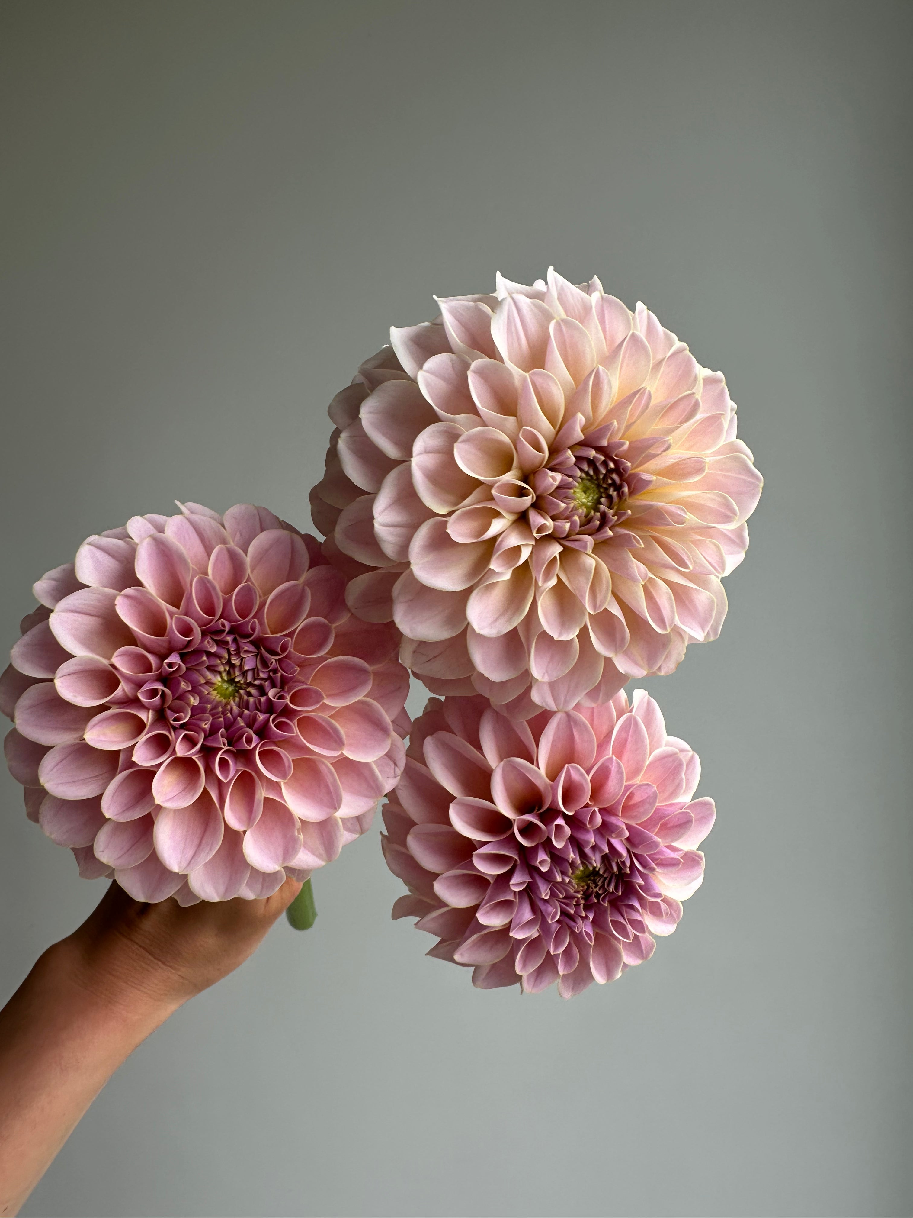 Dahlia KA's Cinder Rose