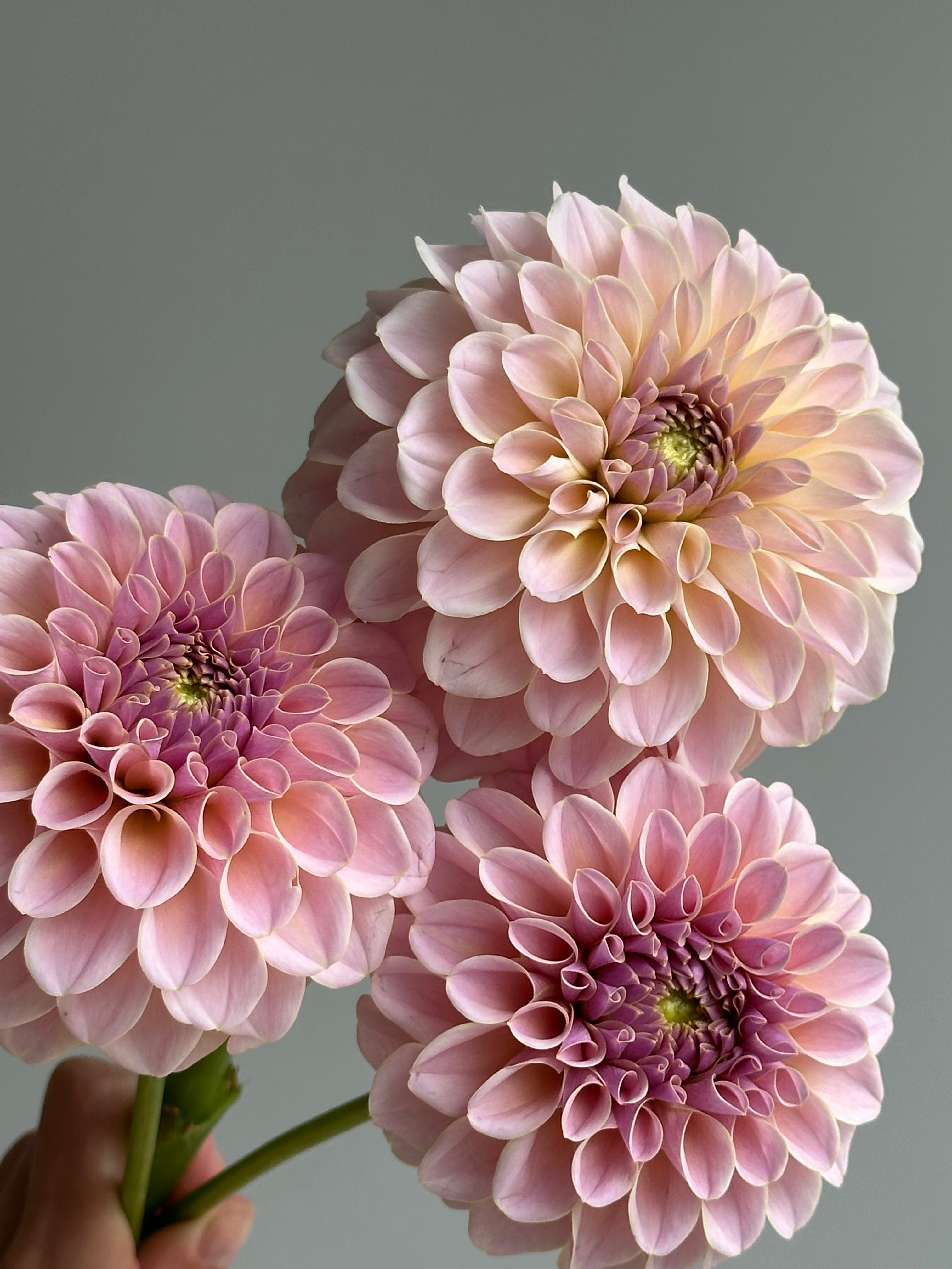 Dahlia KA's Cinder Rose