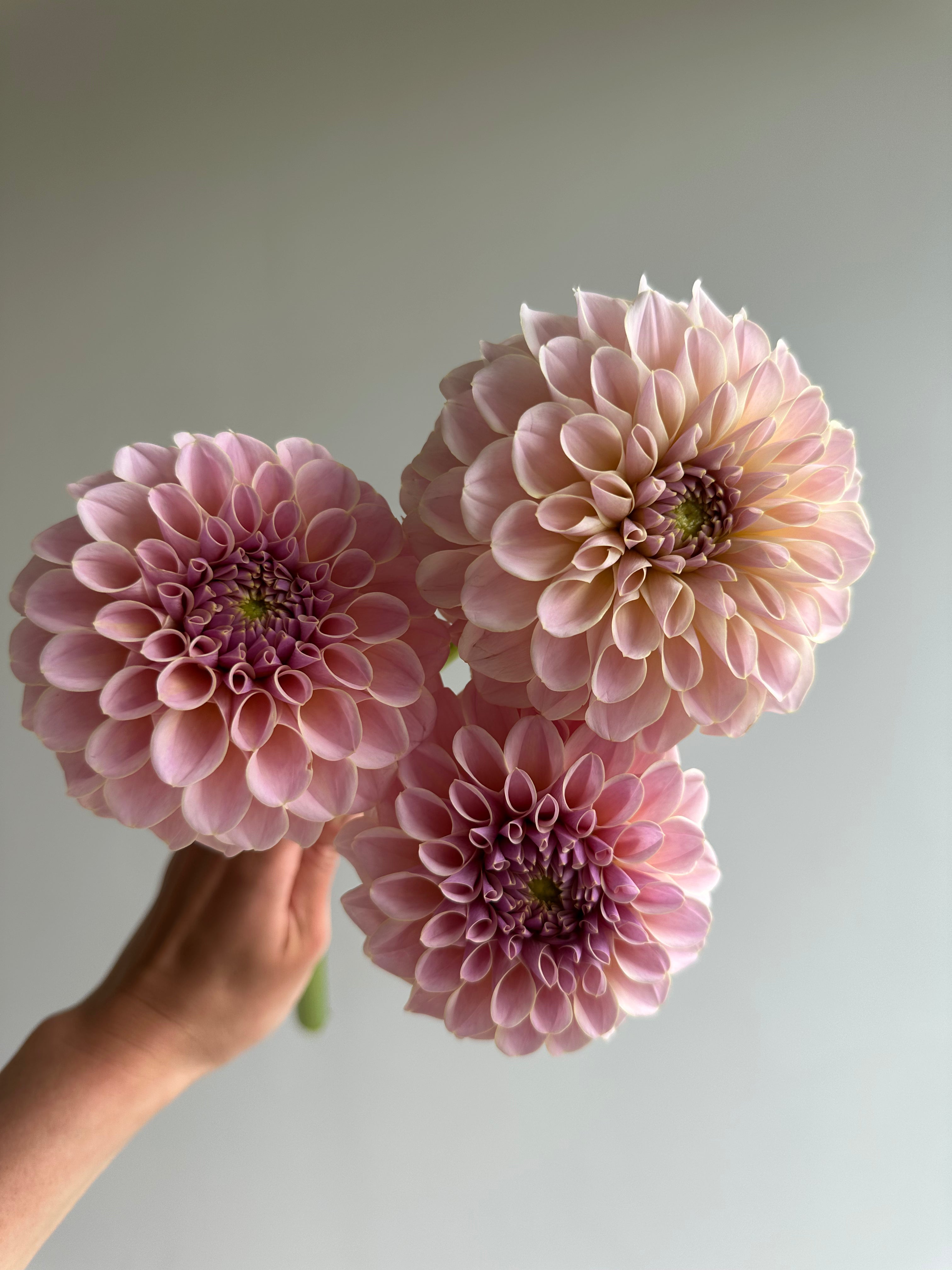 Dahlia KA's Cinder Rose