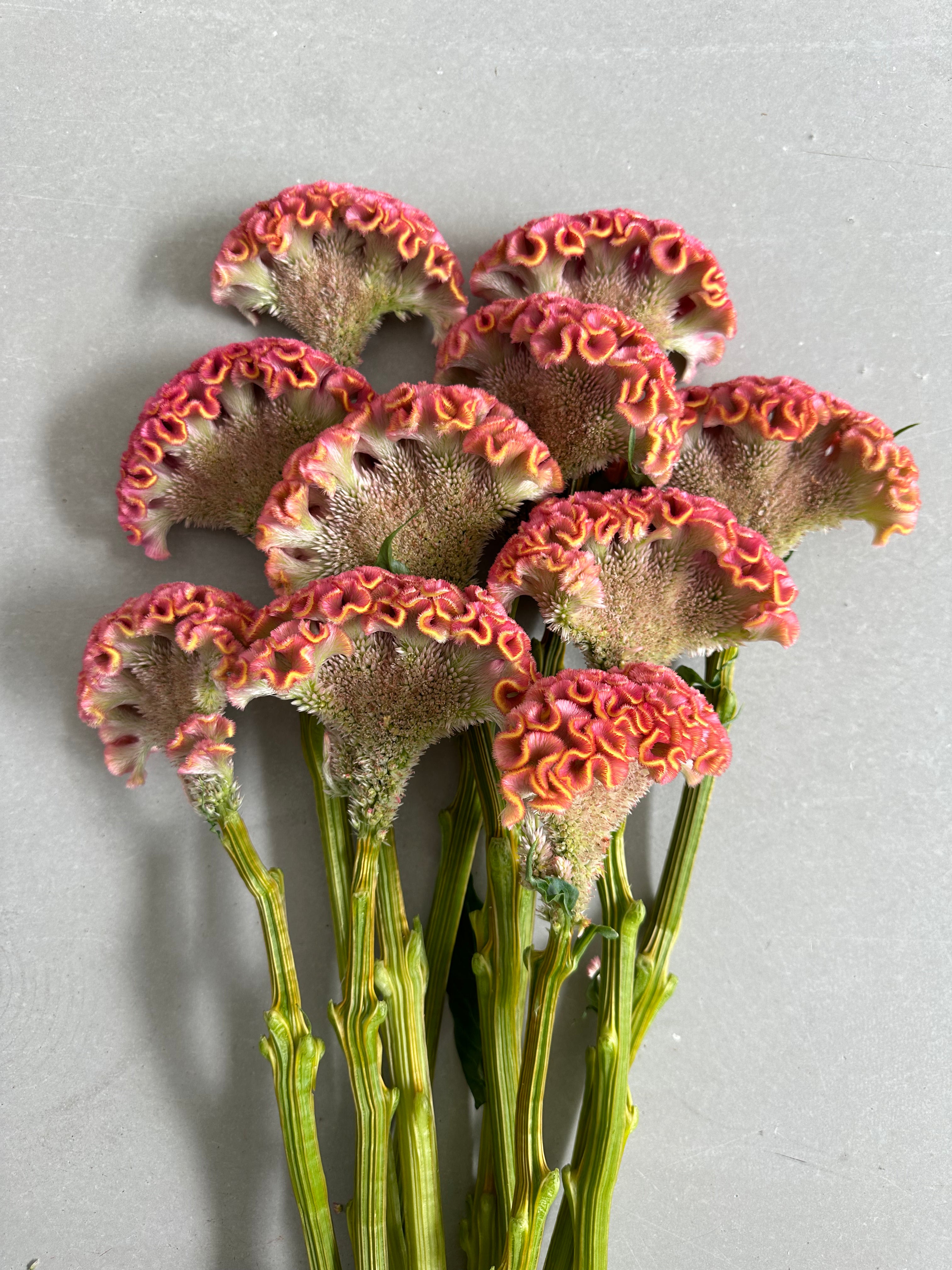 Celosia Reprise Rose