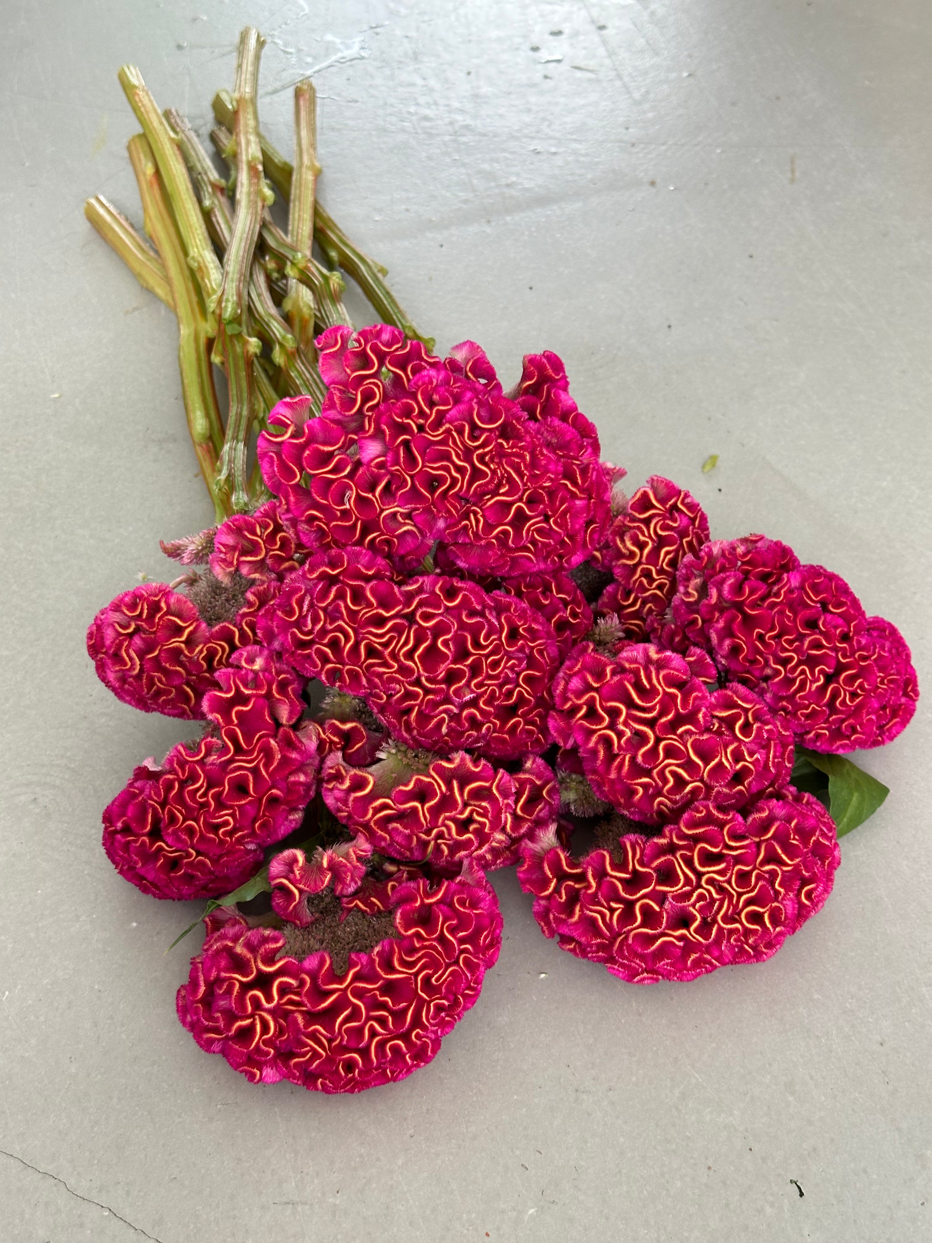 Celosia Act Dara Velvet