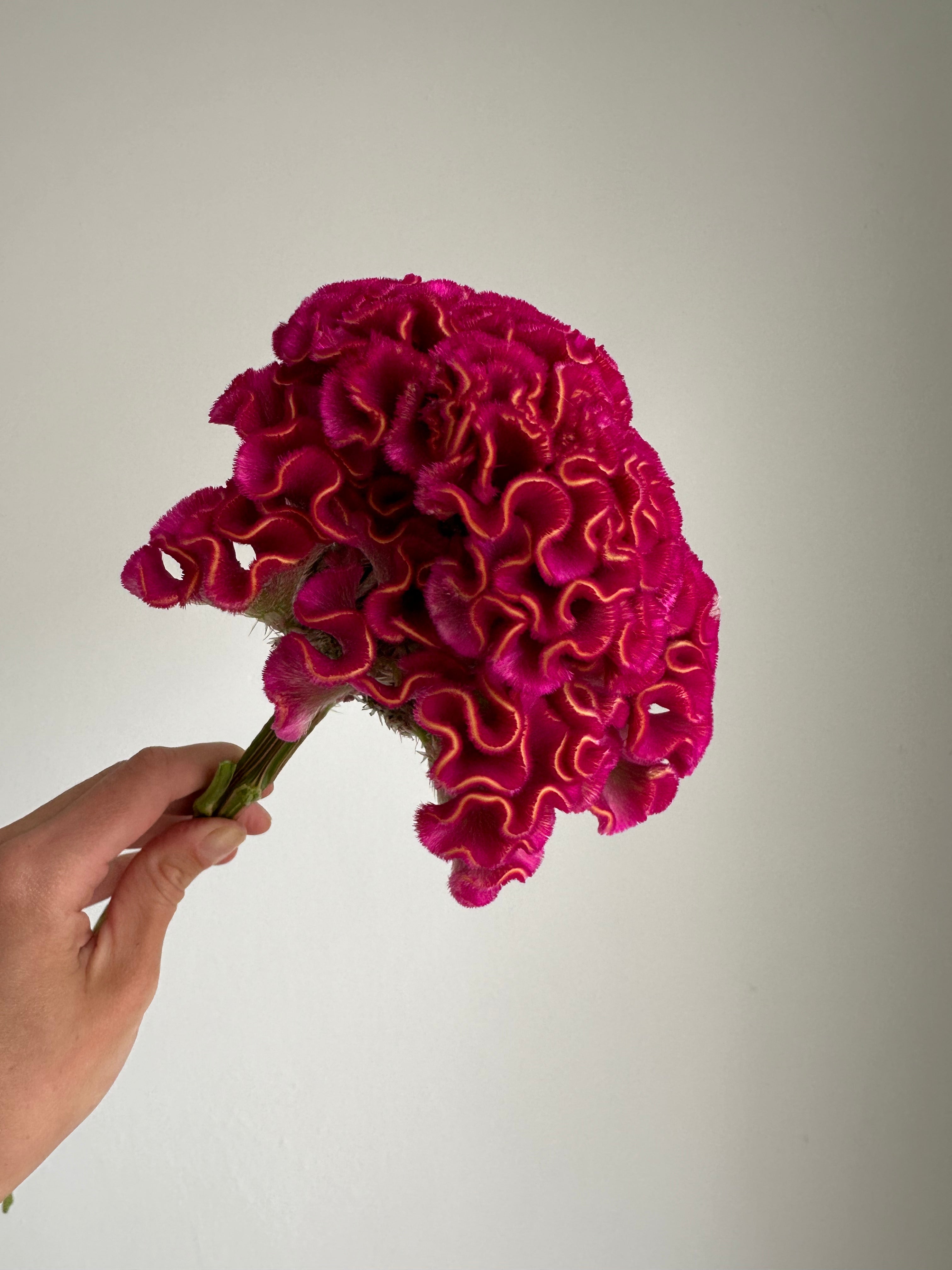 Celosia Act Dara Velvet