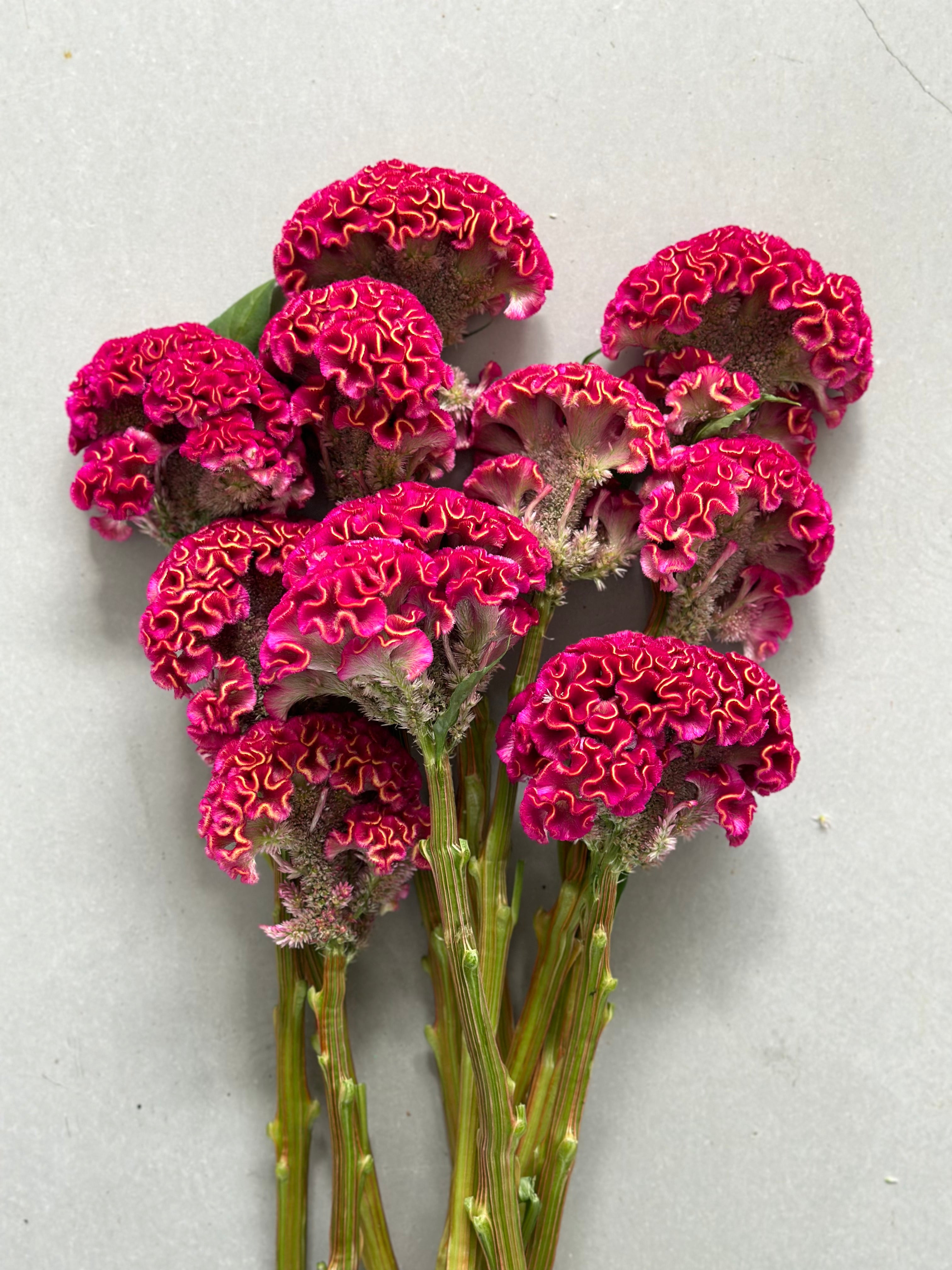 Celosia Act Dara Velvet