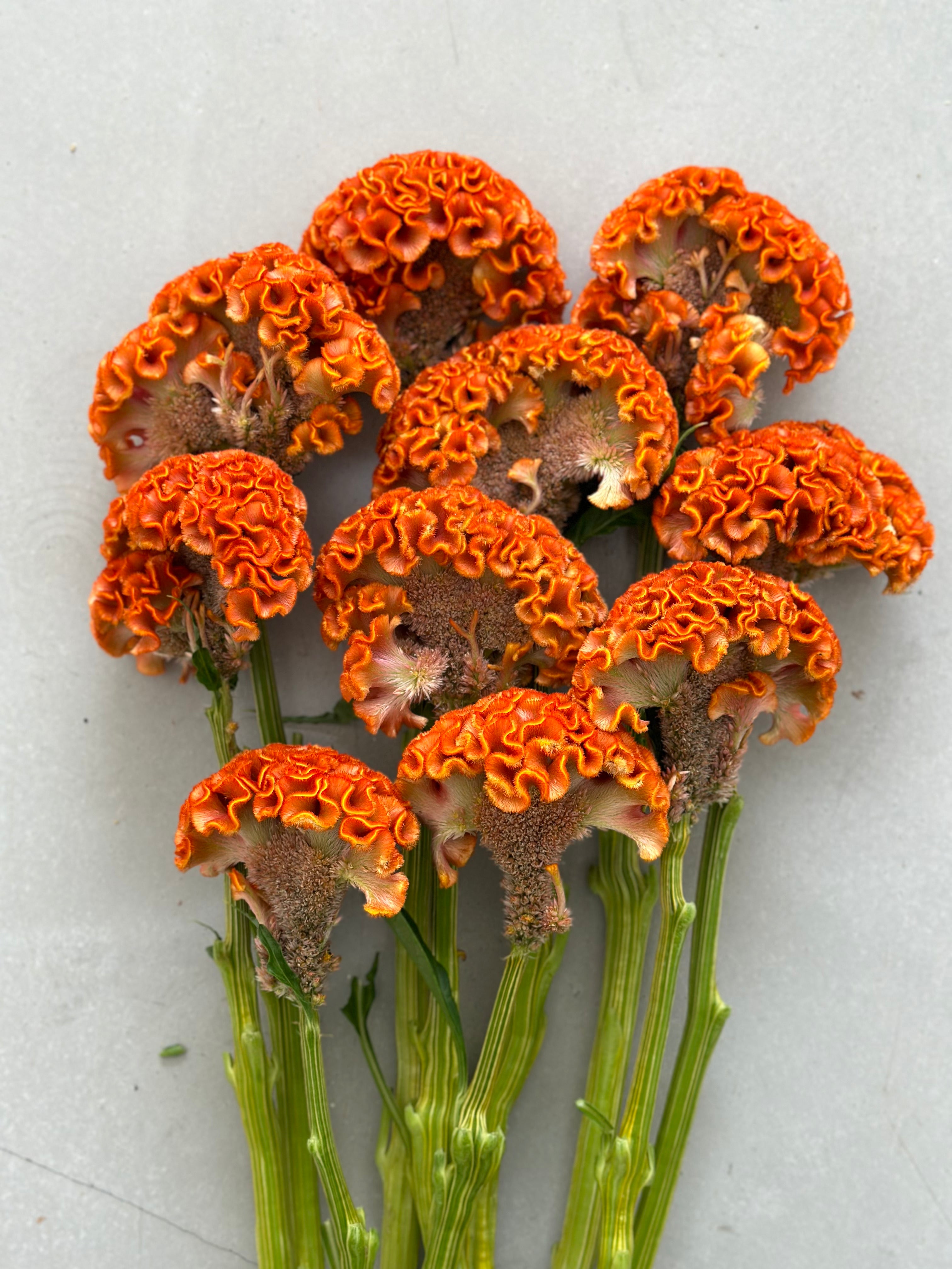 Celosia Reprise Orange