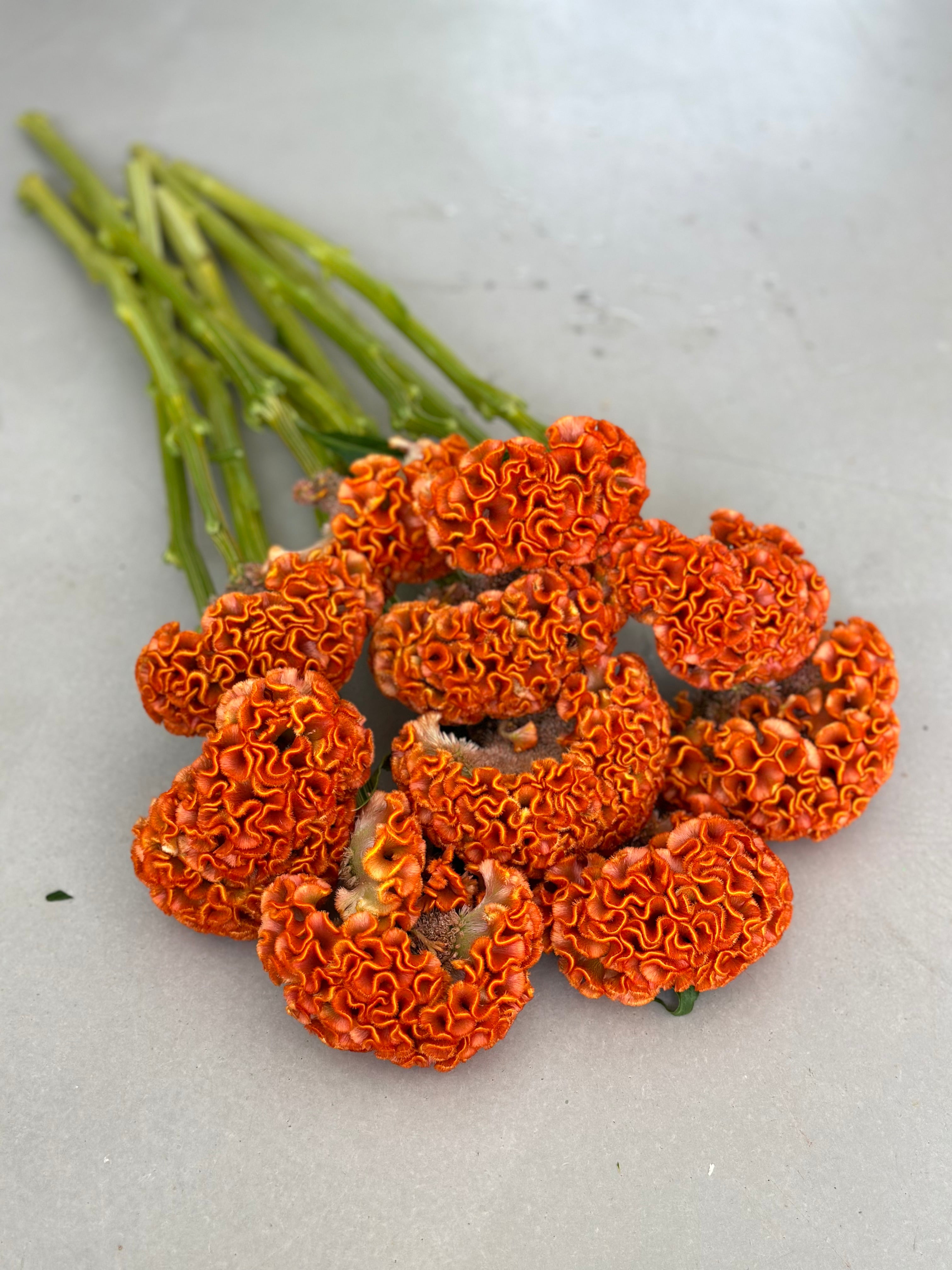 Celosia Reprise Orange