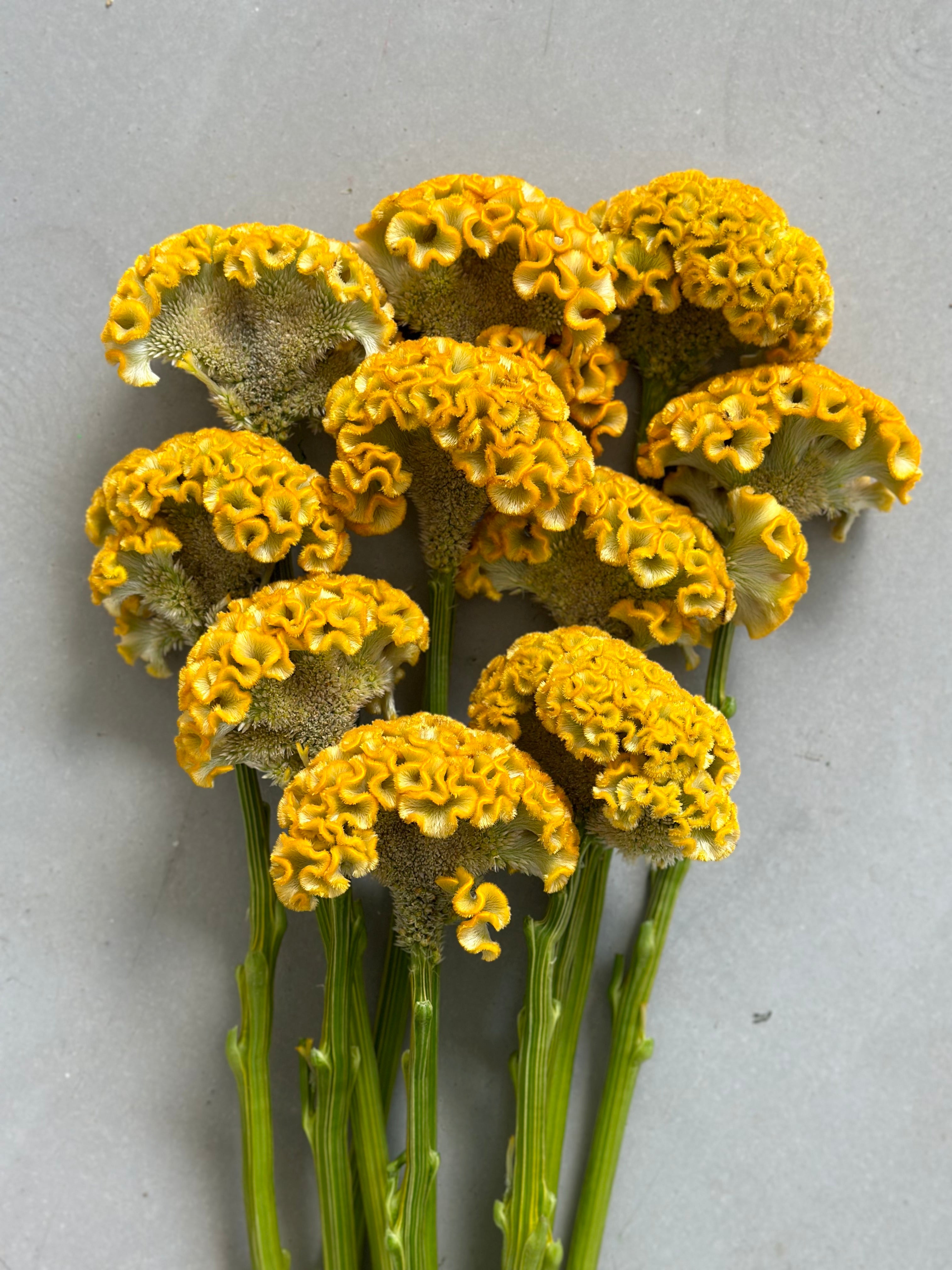 Celosia Reprise Gold