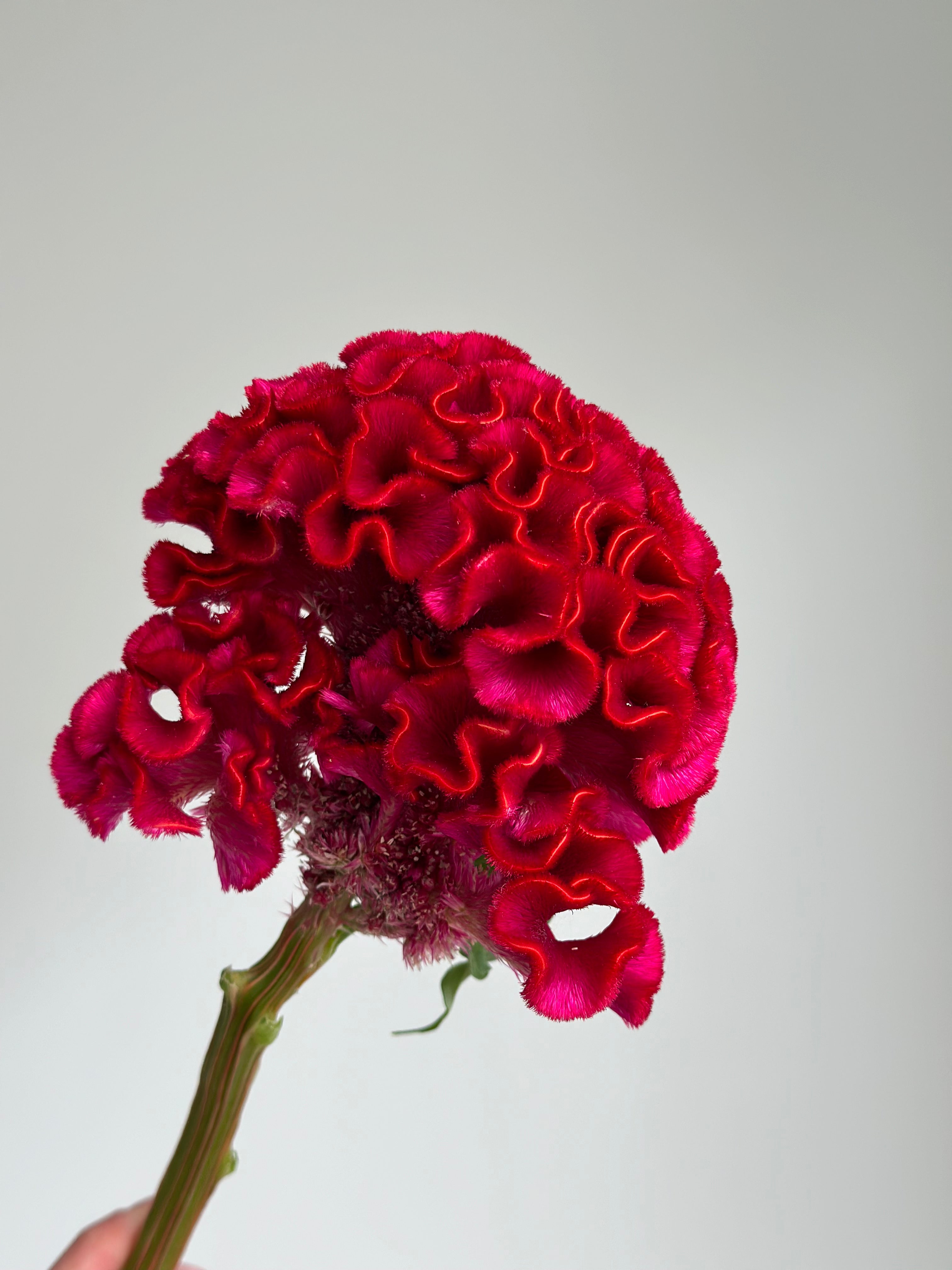 Celosia Reprise Velvet