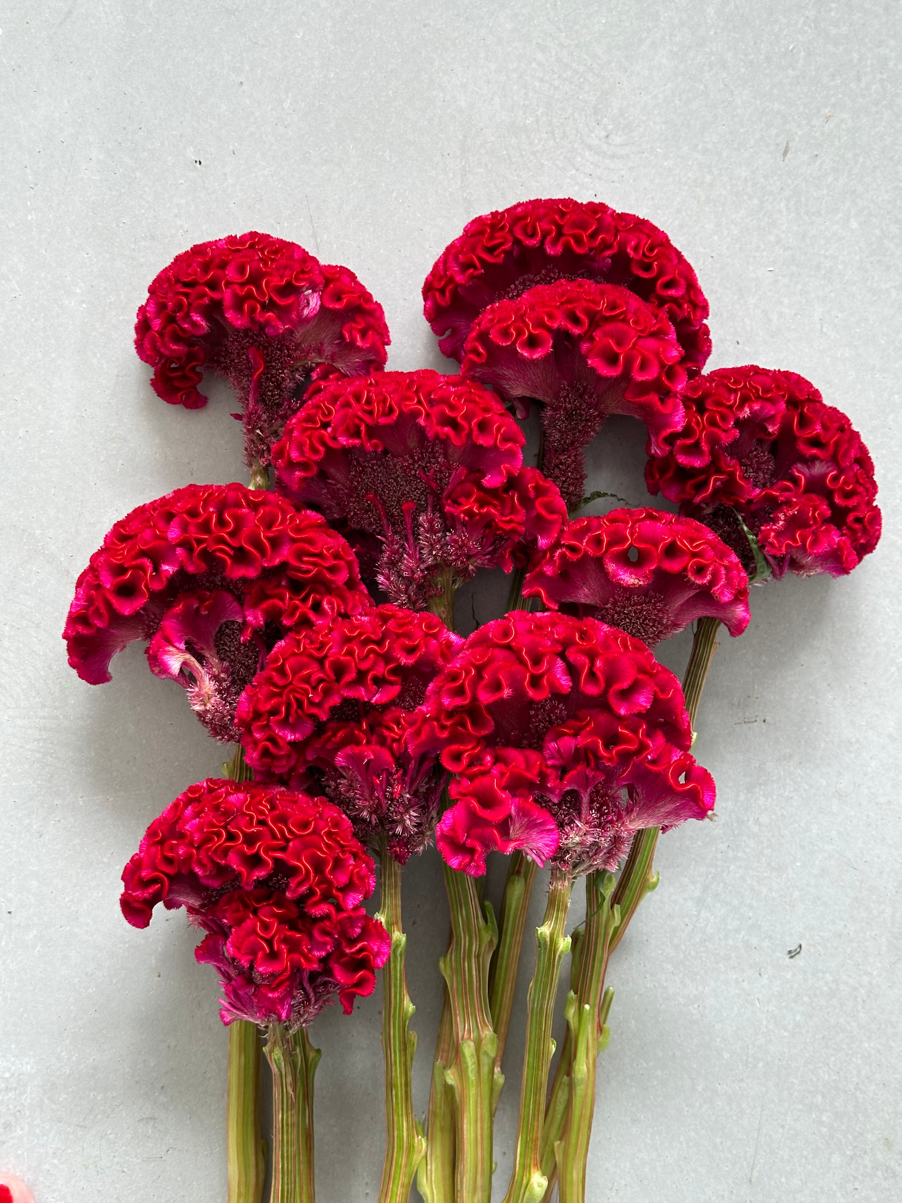 Celosia Reprise Velvet