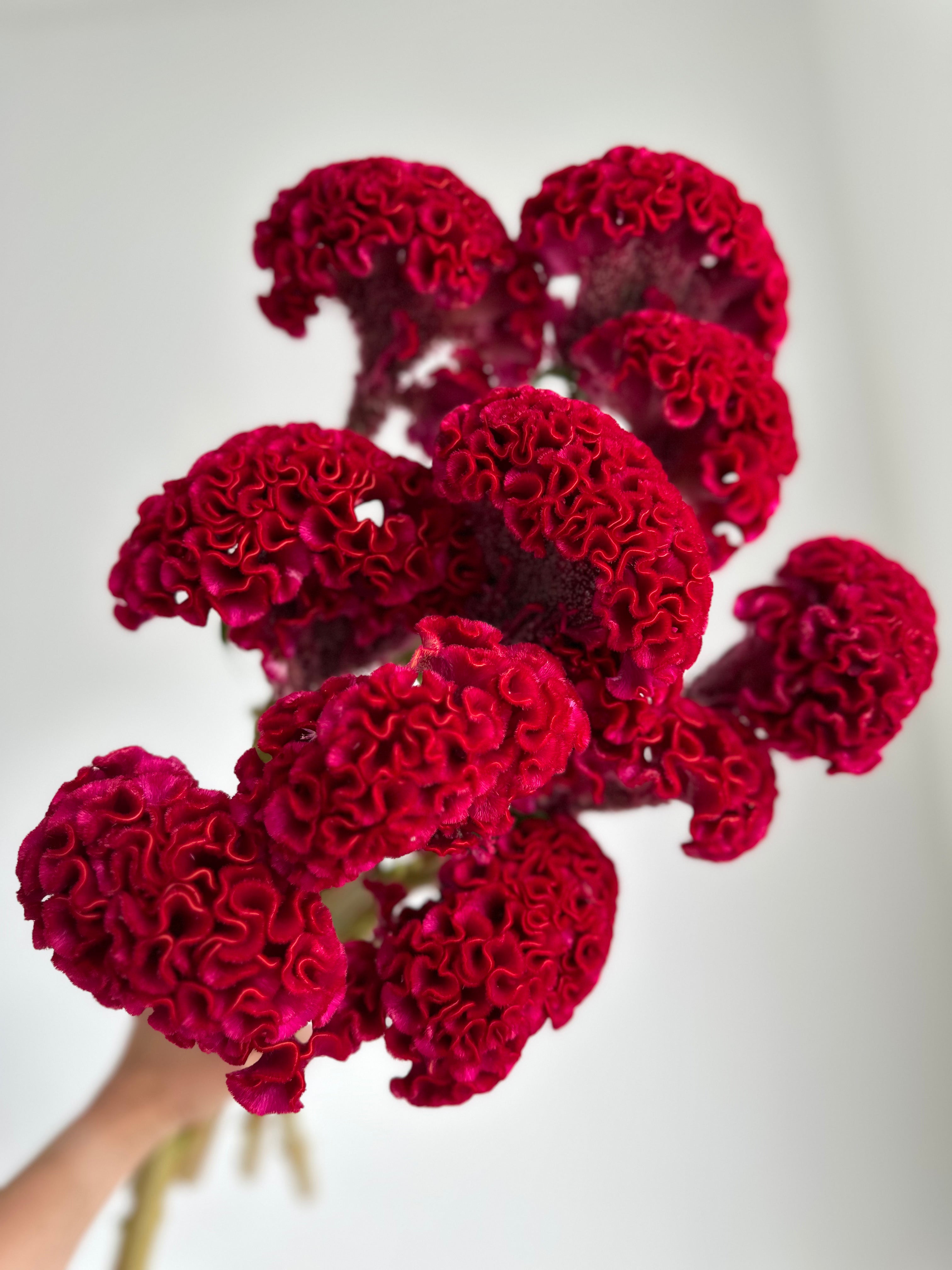 Celosia Reprise Velvet