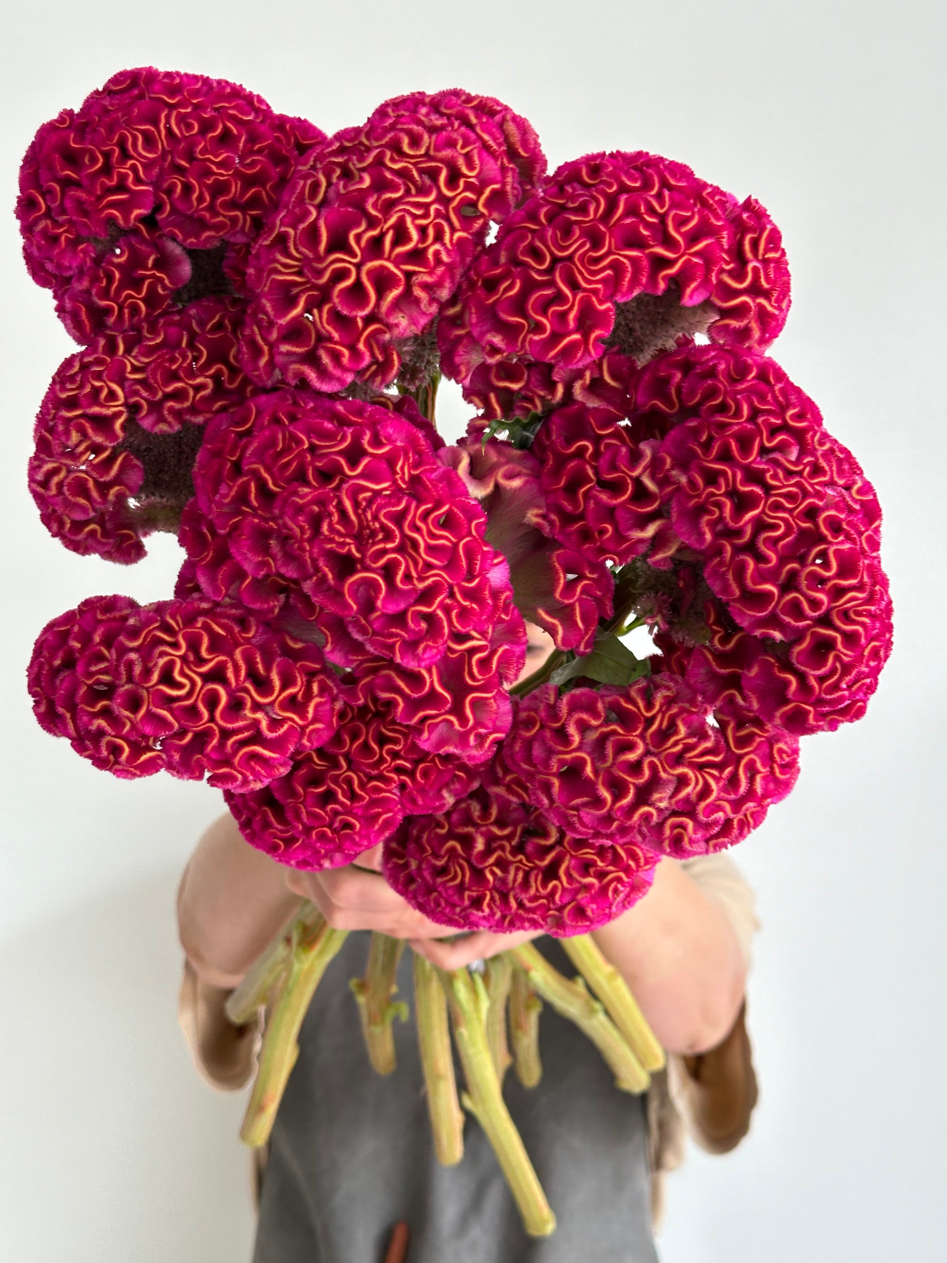 Celosia Act Dara Velvet