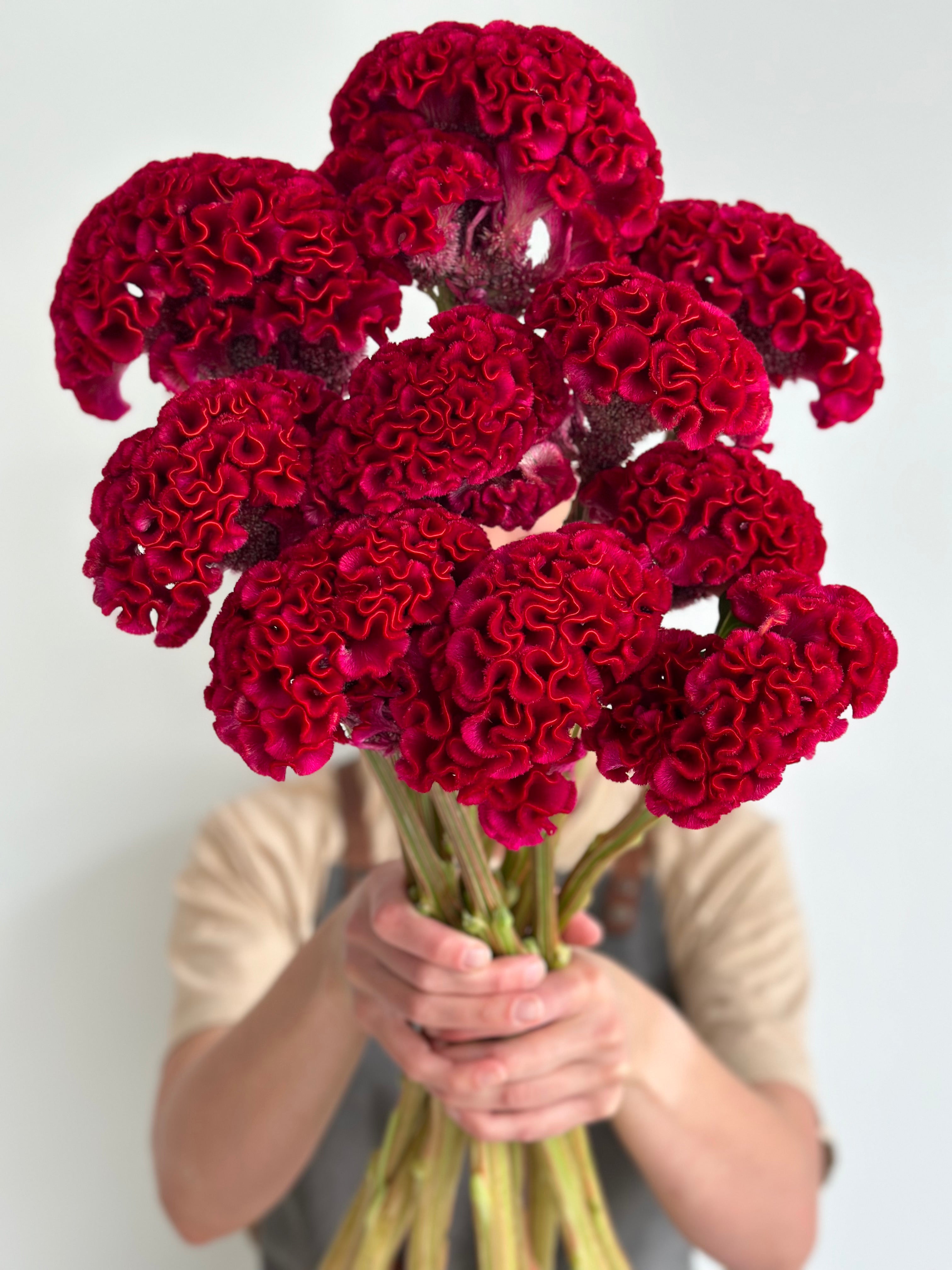 Celosia Reprise Velvet