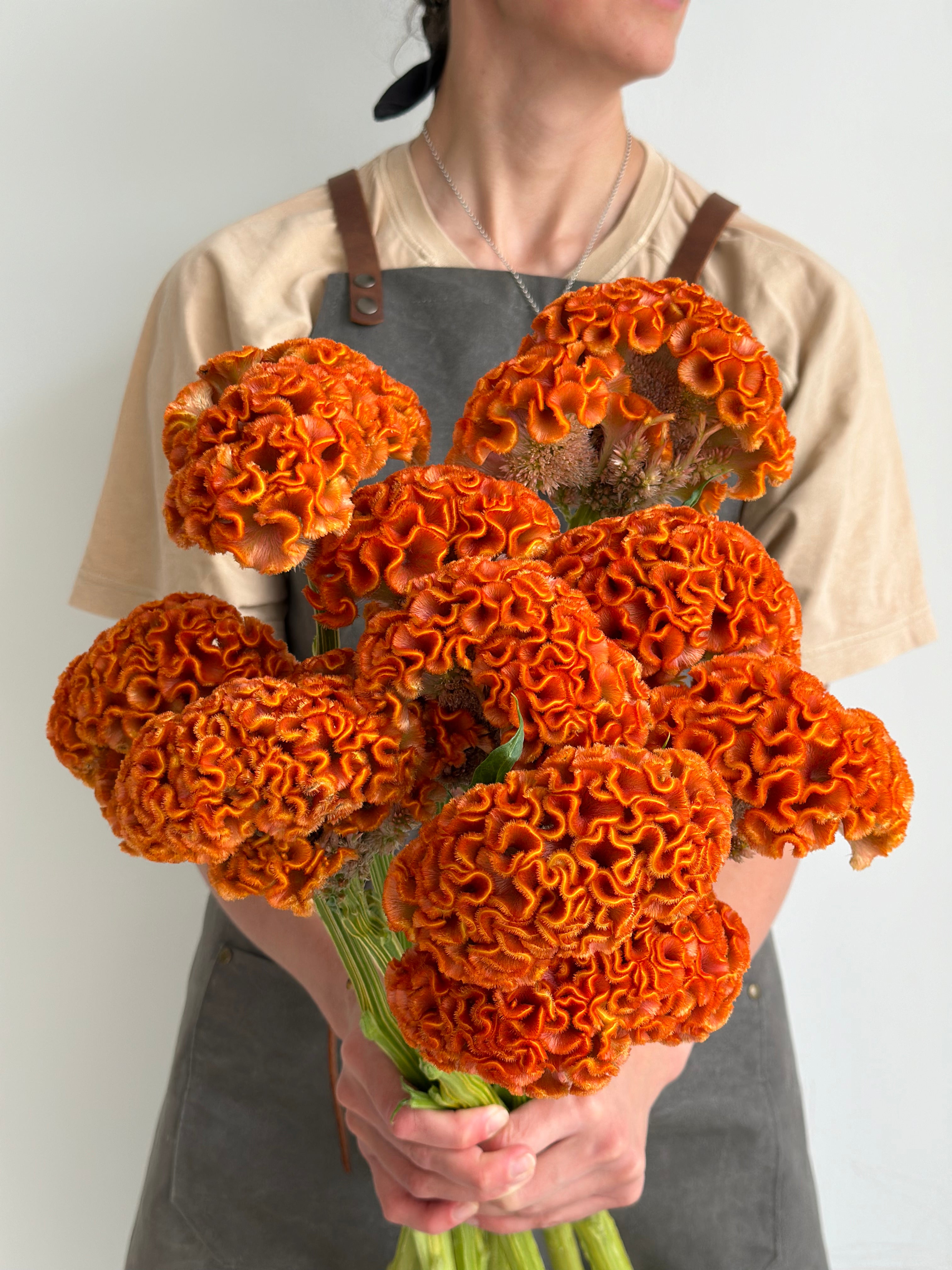 Celosia Reprise Orange