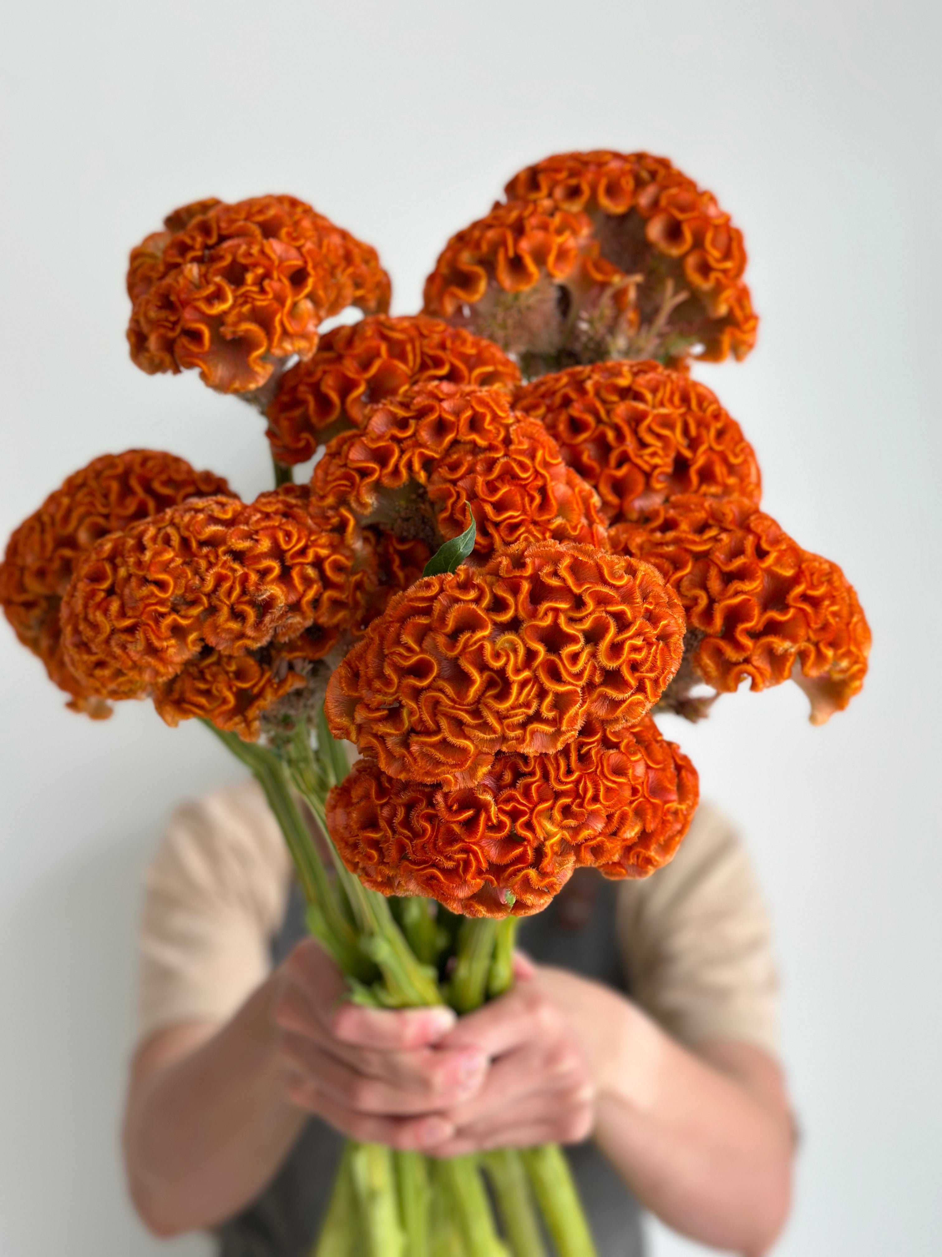 Celosia Reprise Orange