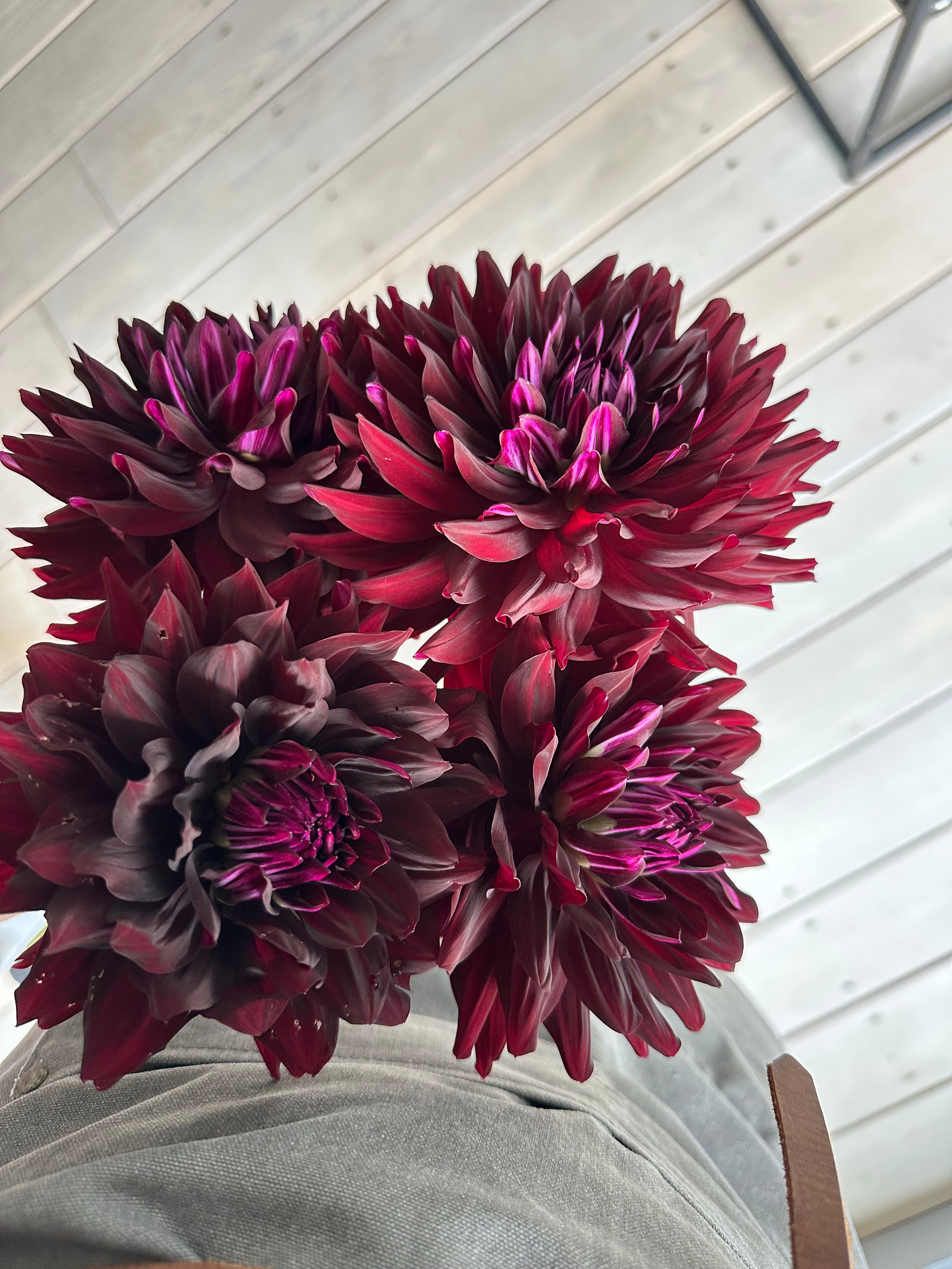 Dahlia HollyHill Black Beauty