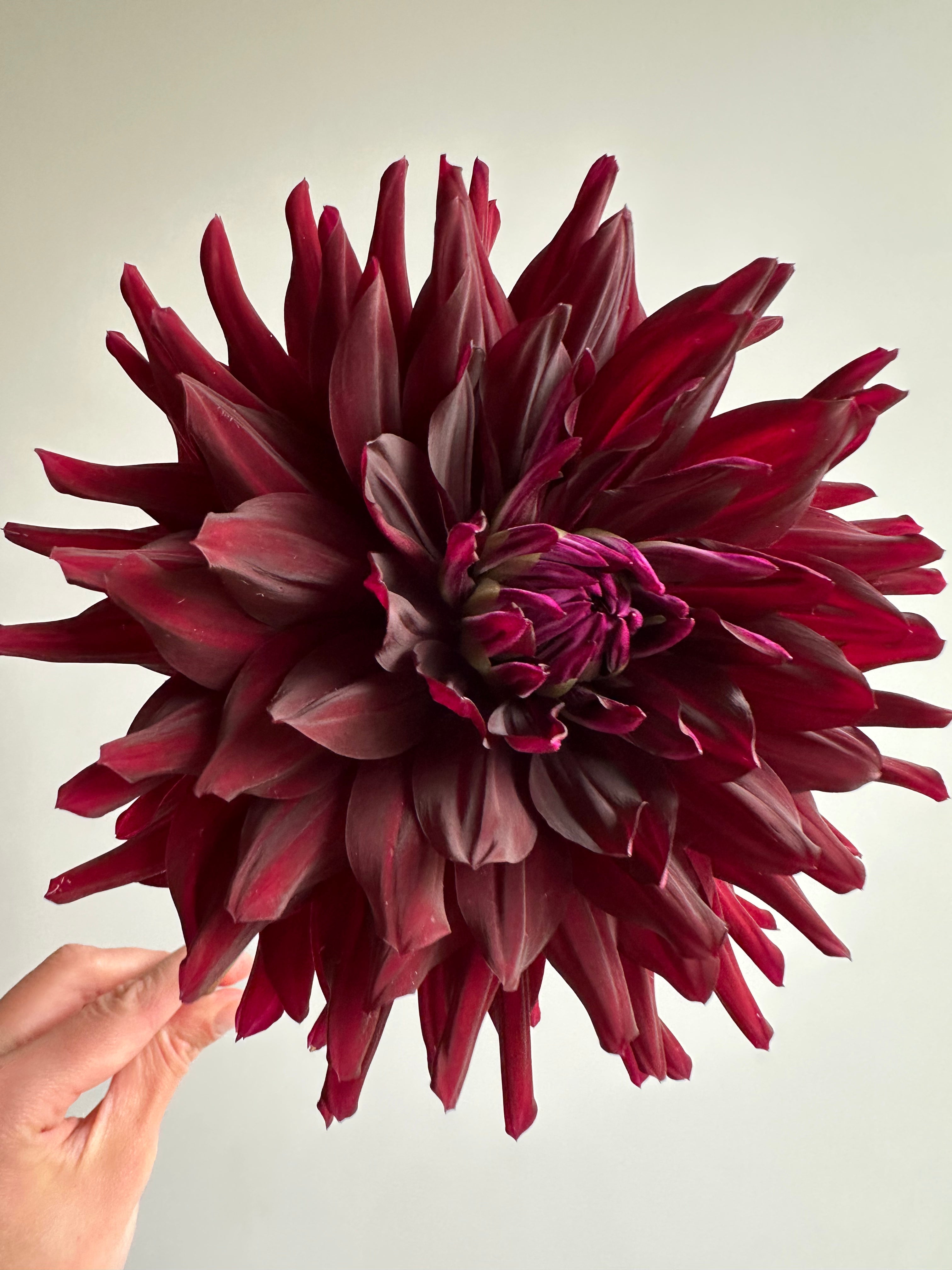 Dahlia HollyHill Black Beauty