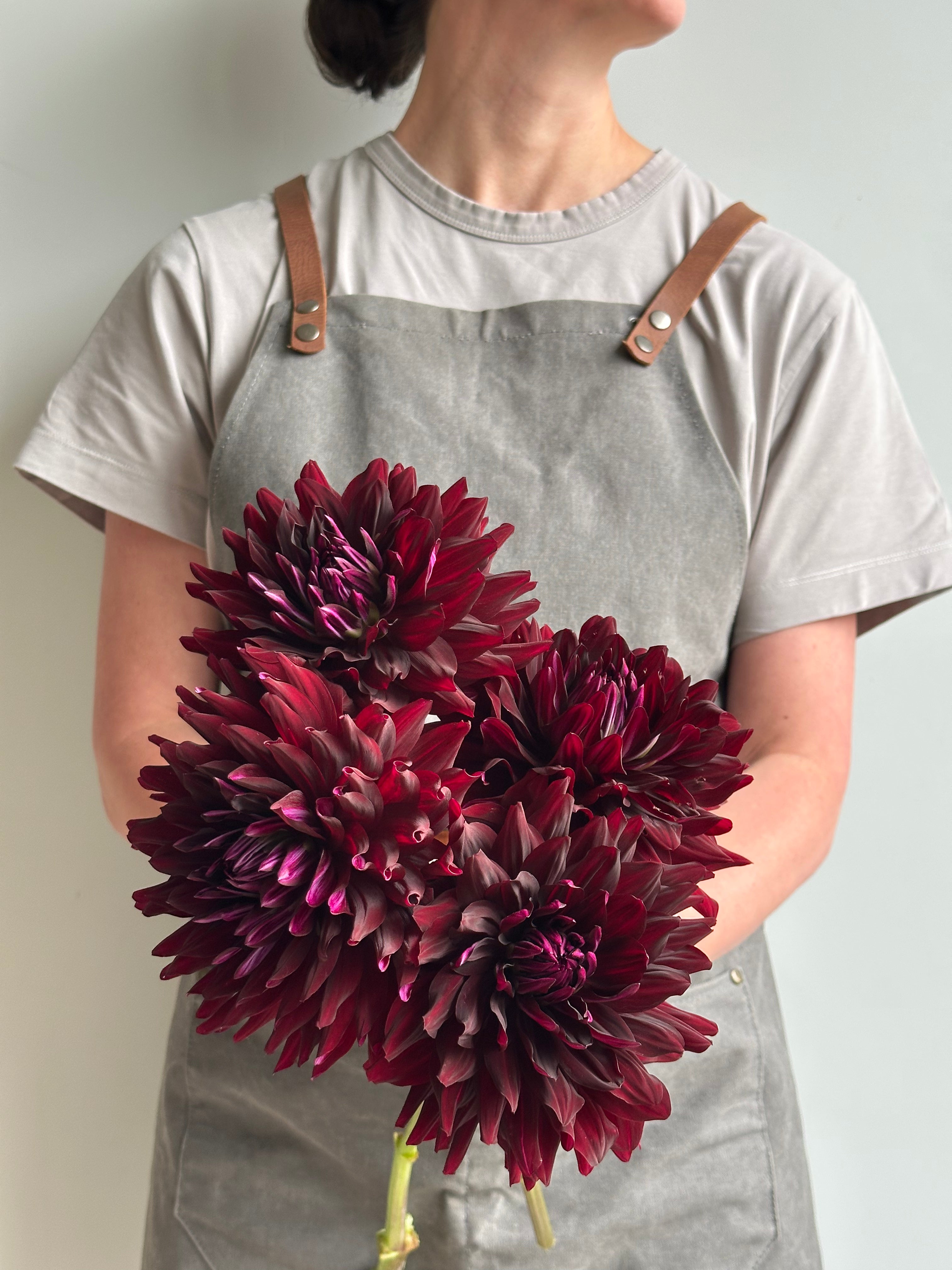 Dahlia HollyHill Black Beauty