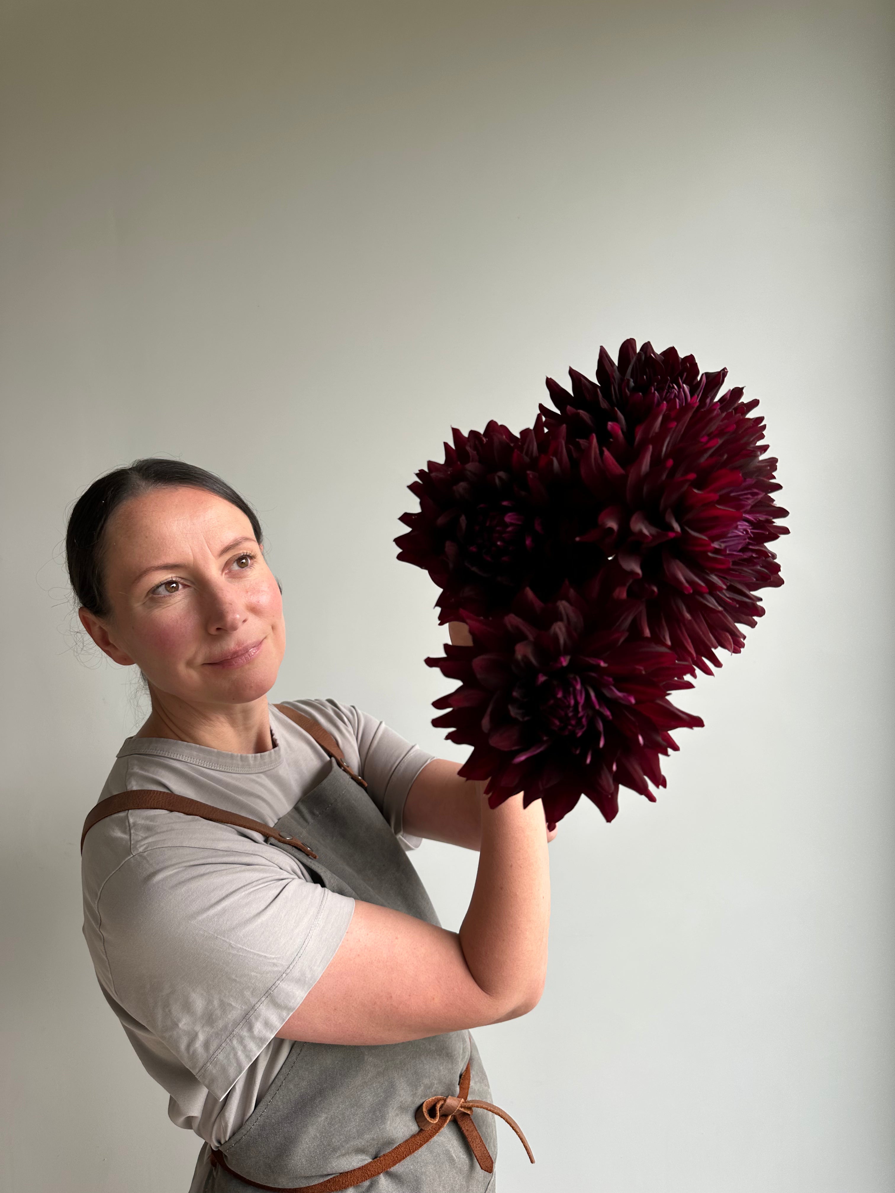 Dahlia HollyHill Black Beauty