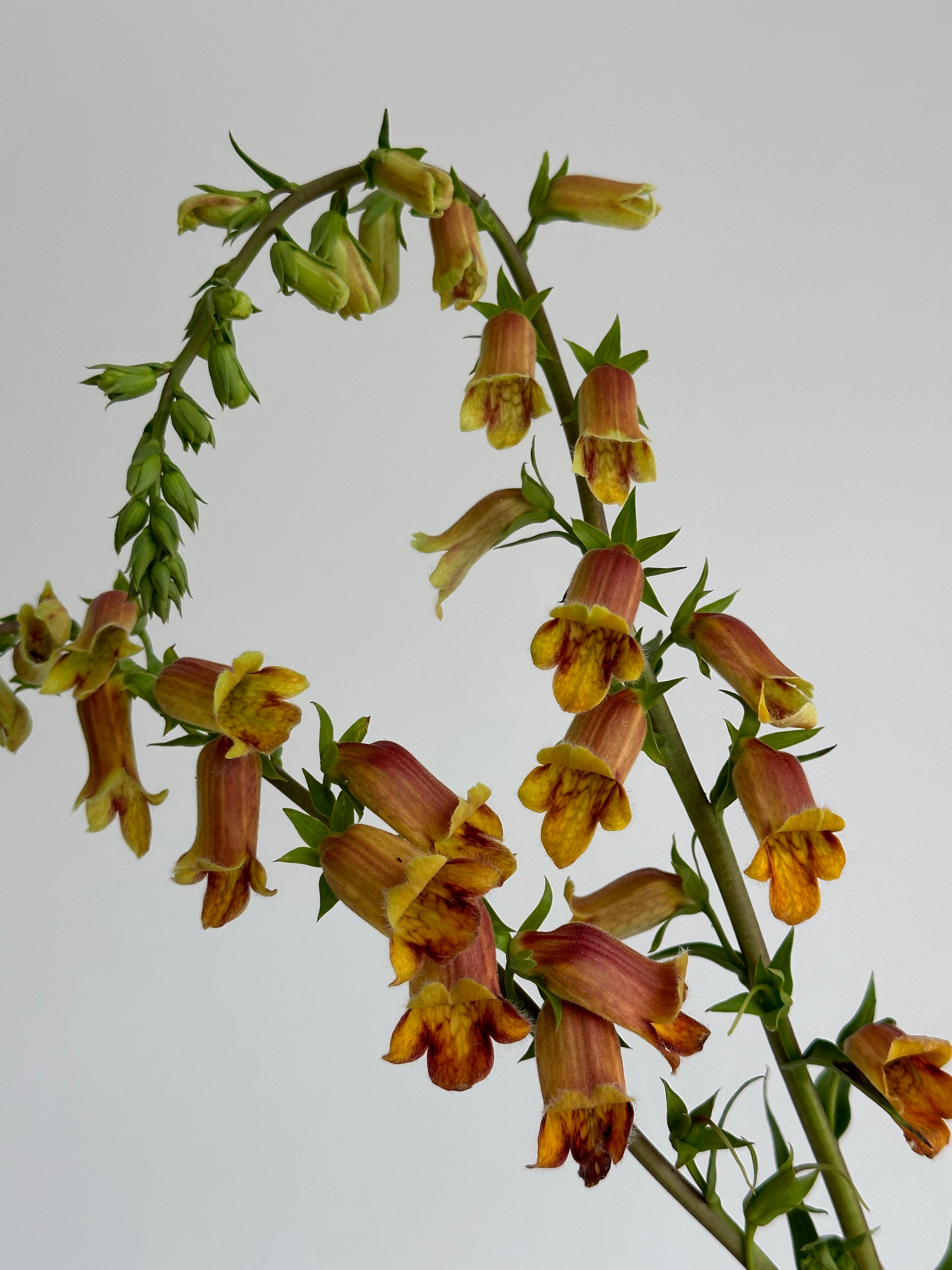 Digitalis Obscura Sunset