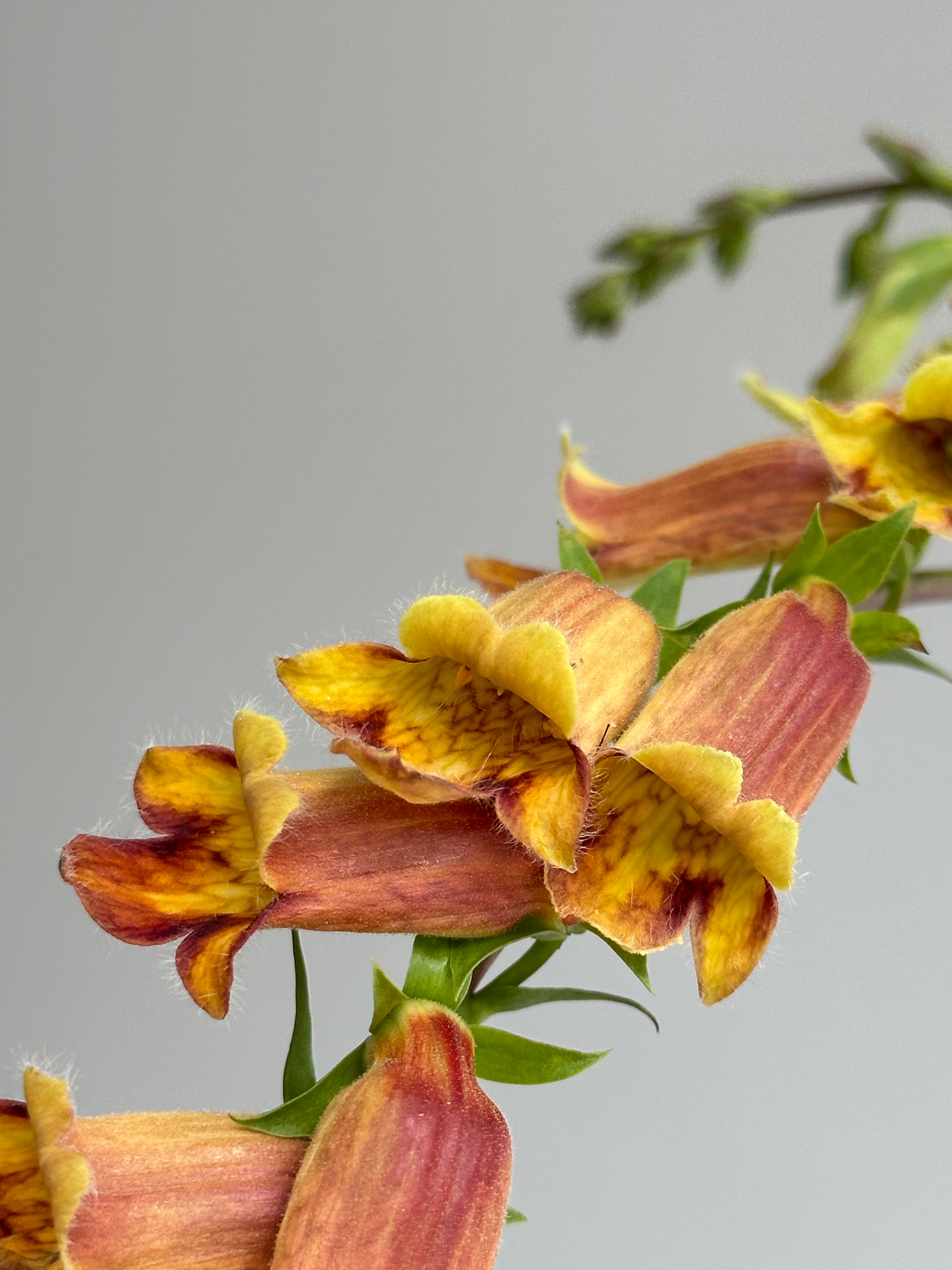 Digitalis Obscura Sunset